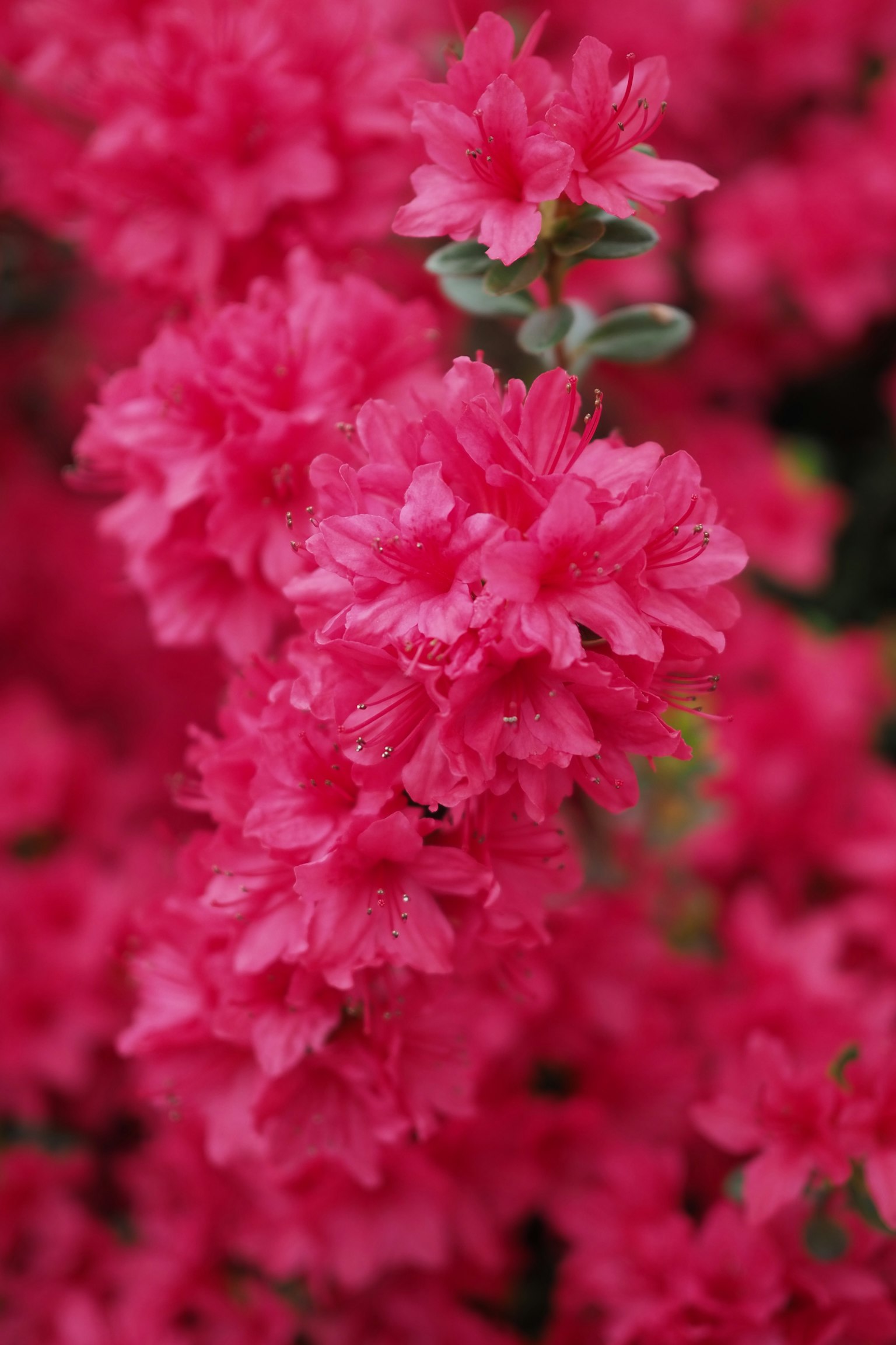 Fiori di azalea rosa vibrante in fiore