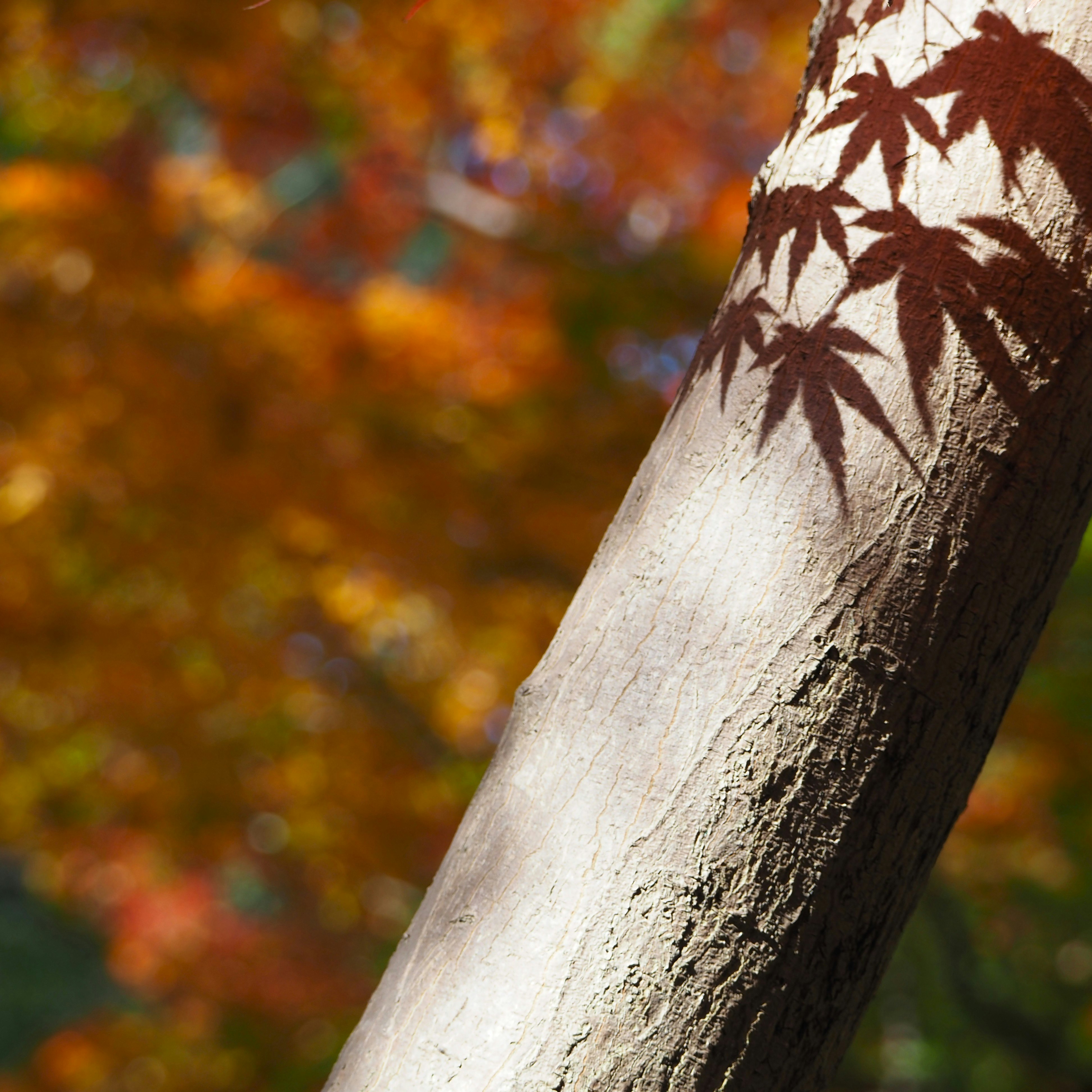 影もみじのある木の幹と紅葉の背景