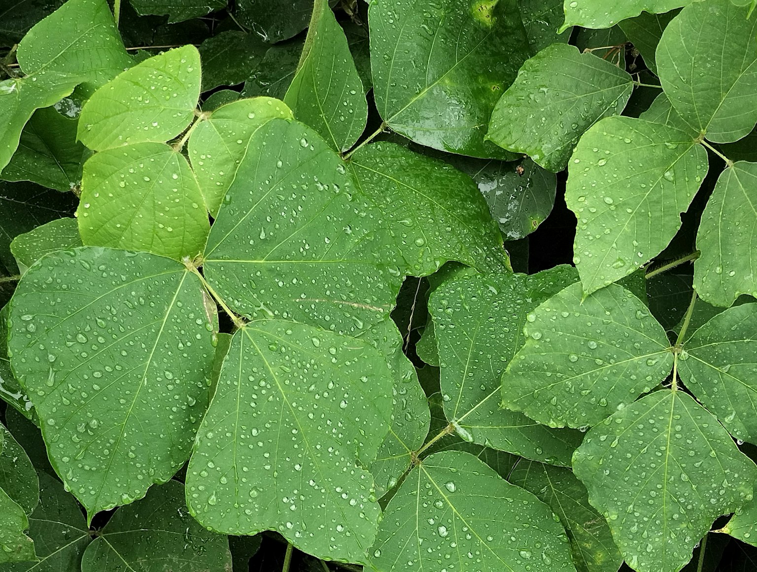 Dichte grüne Blätter mit Wassertropfen auf der Oberfläche