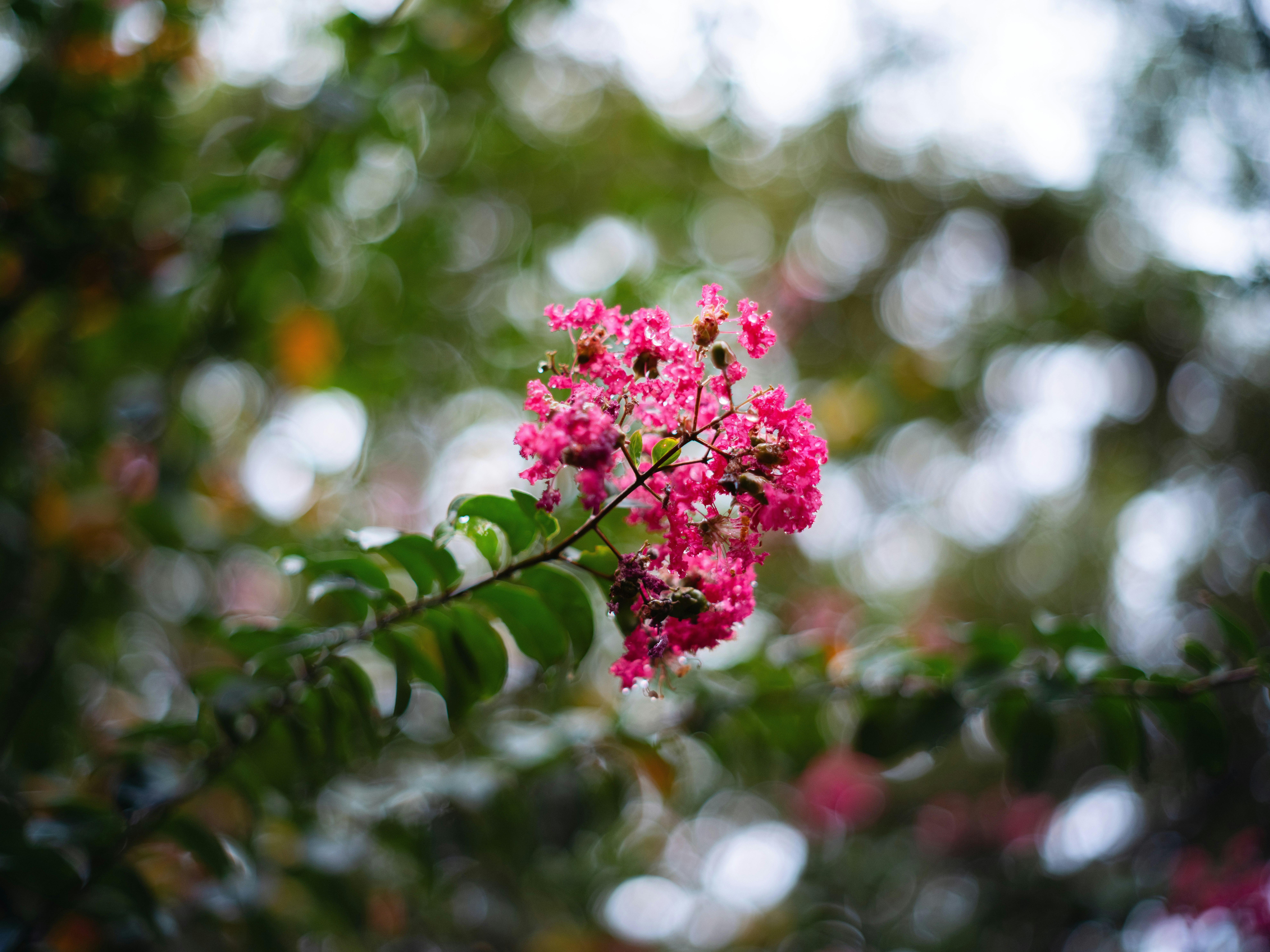 ボケ味のある背景に咲く鮮やかなピンクの花の枝