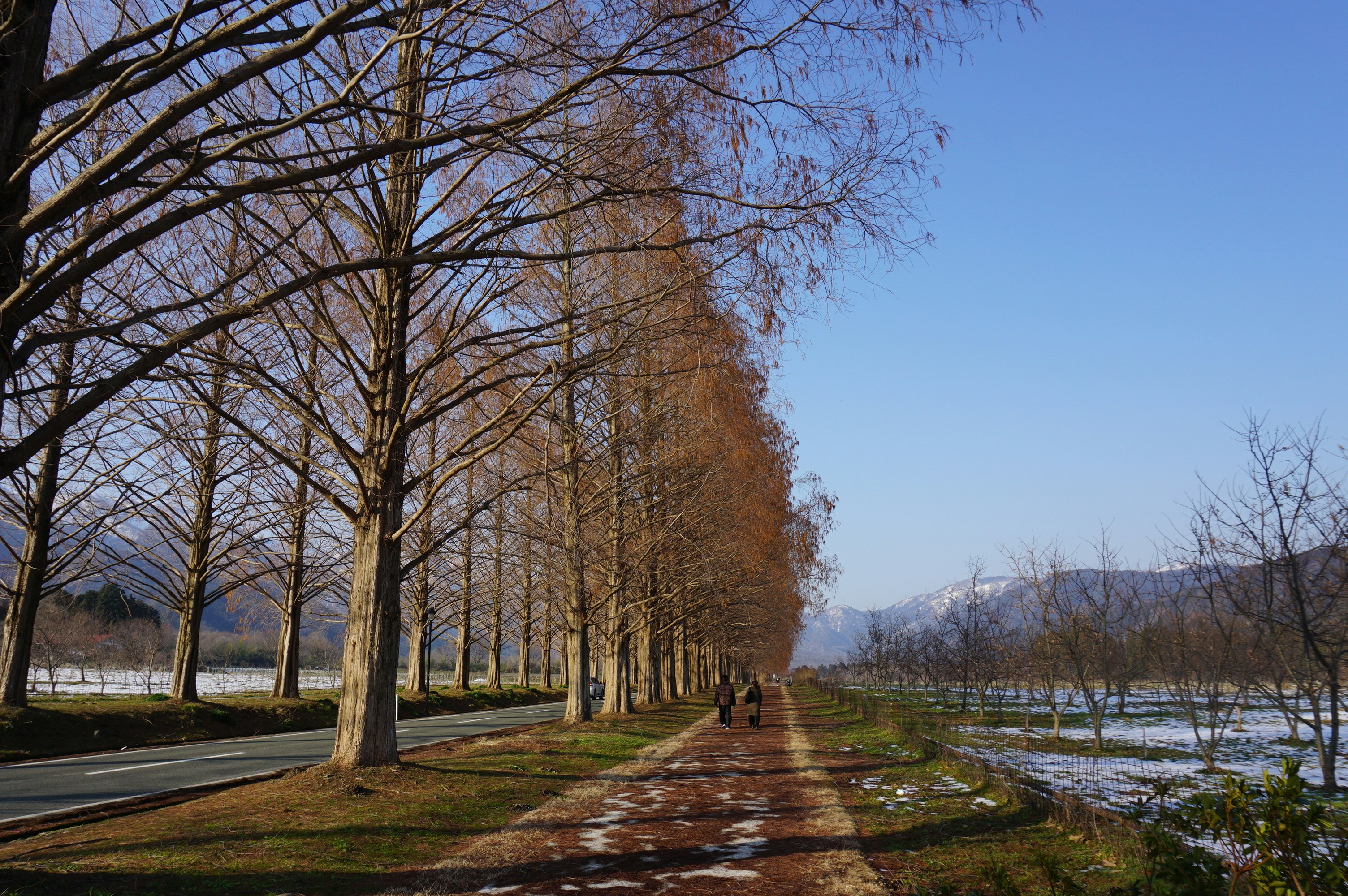 河边林荫道上行走的人们与落叶小径