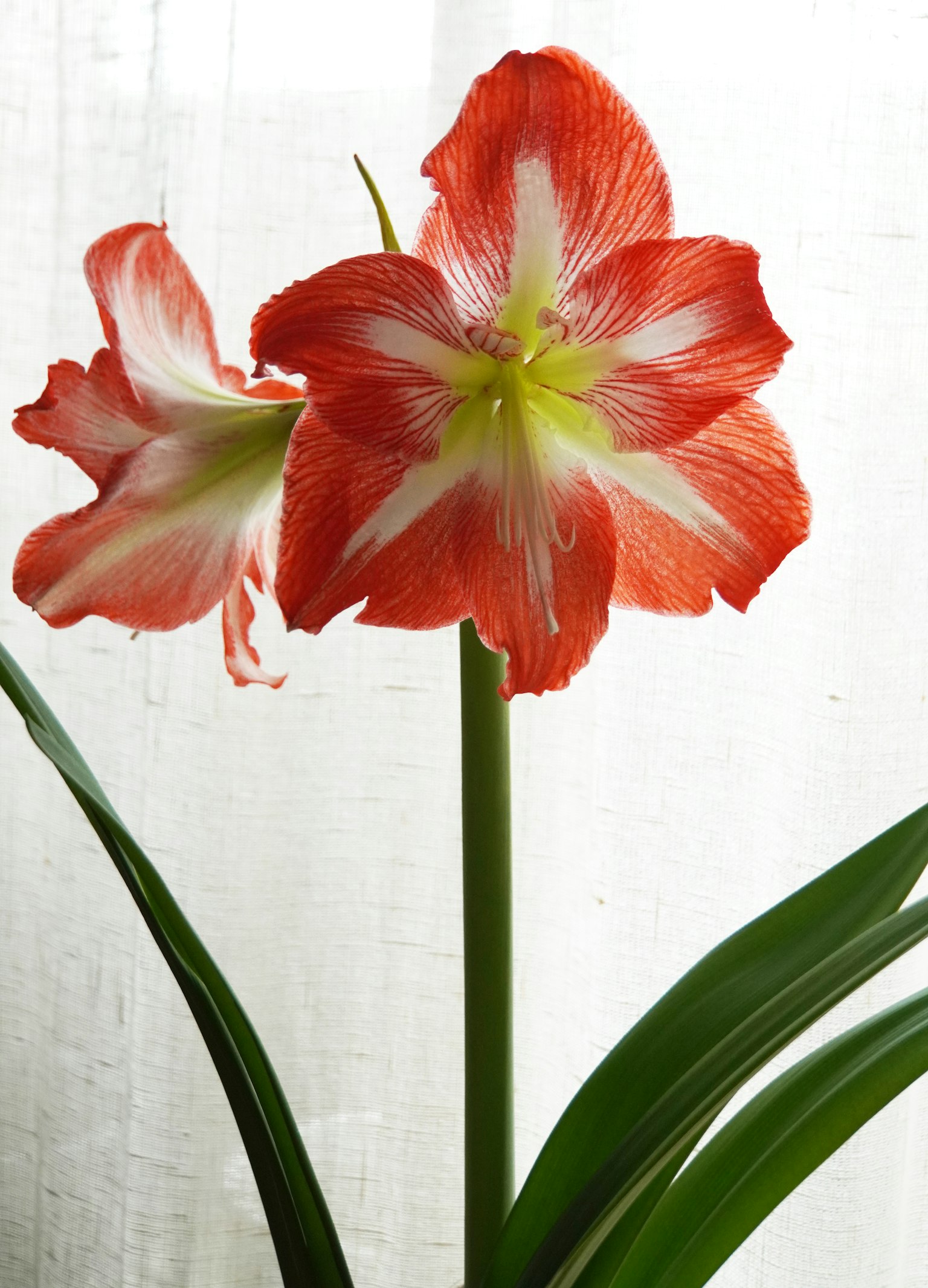Eine auffällige rote und weiße Amaryllisblüte in voller Blüte