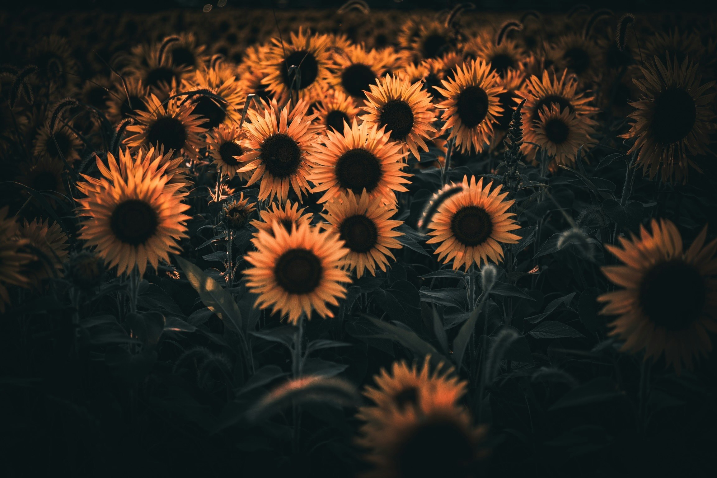向日葵畑のオレンジ色の花々