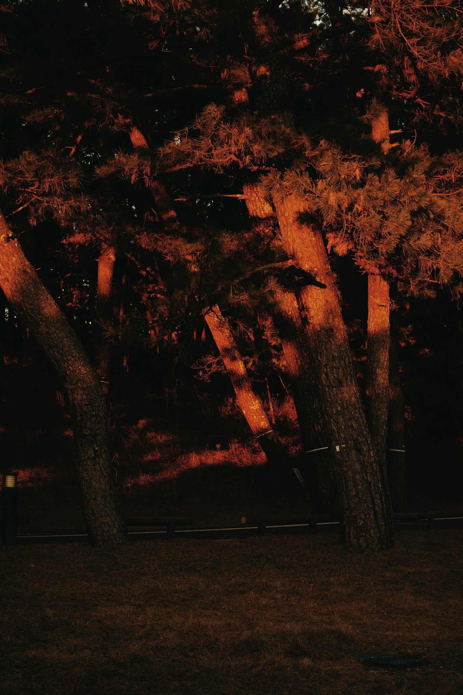 Silhouette di alberi illuminate dalla luce del tramonto
