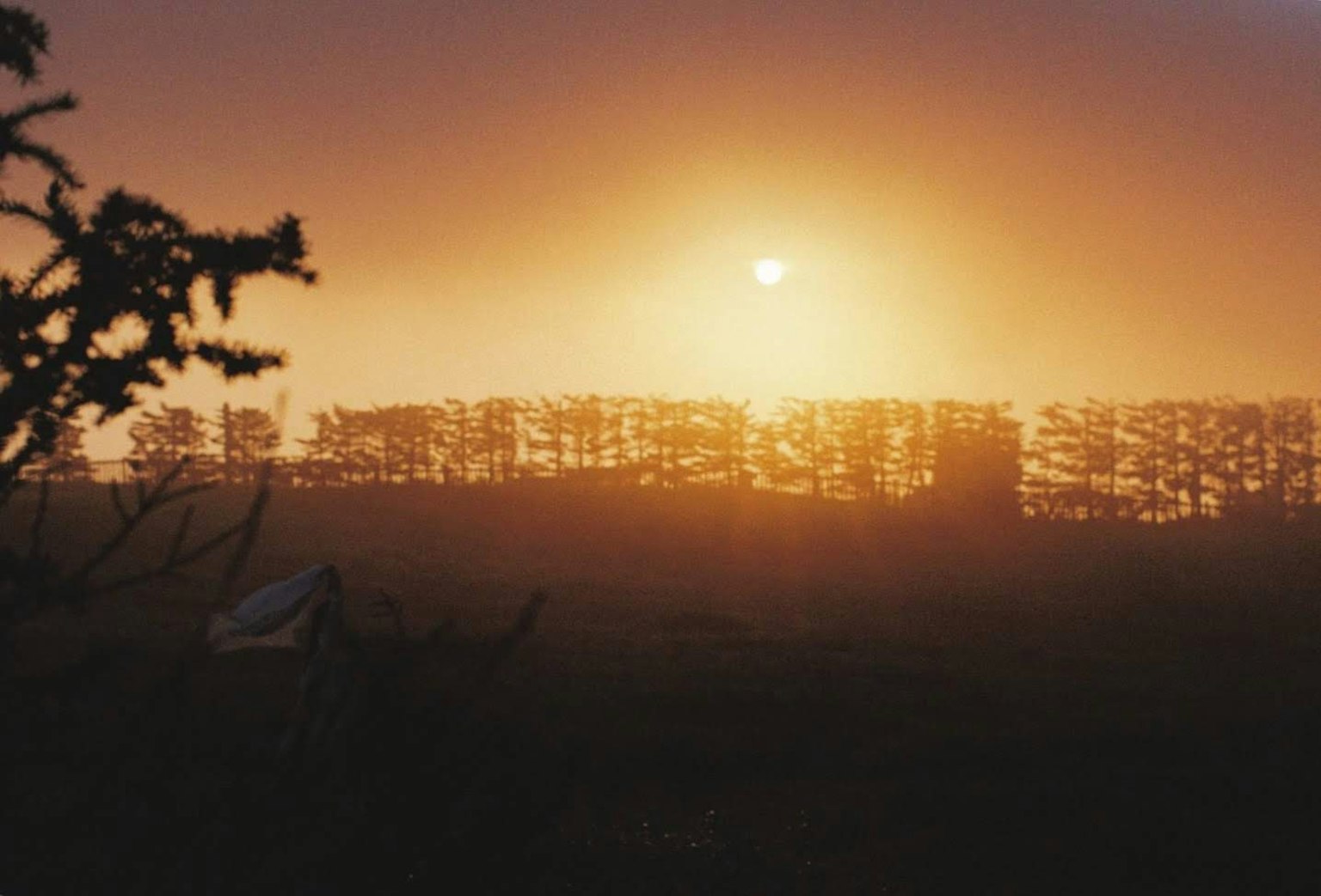 Tramonto nella nebbia con alberi in silhouette e un paesaggio sereno
