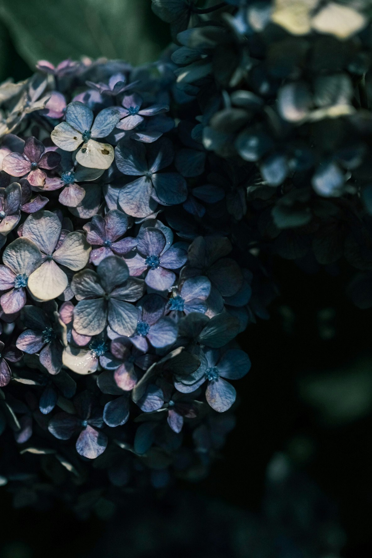 枯れ際の紫陽花の花びらと葉のクローズアップ
