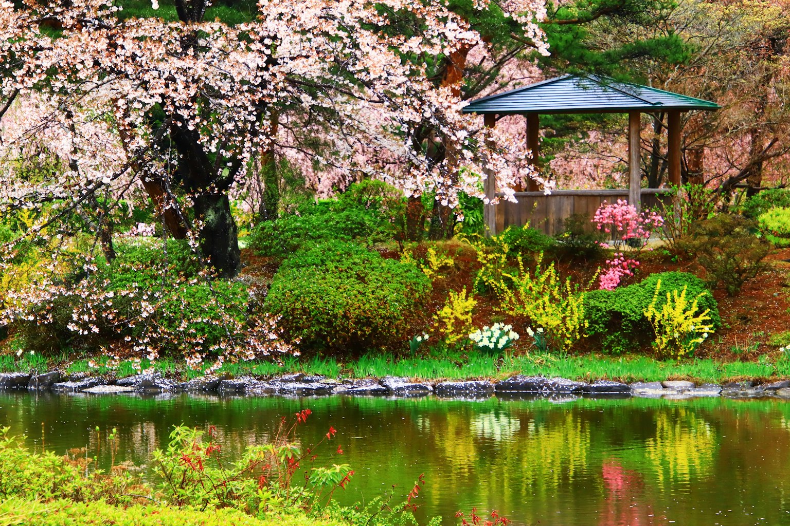 Pemandangan taman yang indah dengan pohon sakura dan kolam