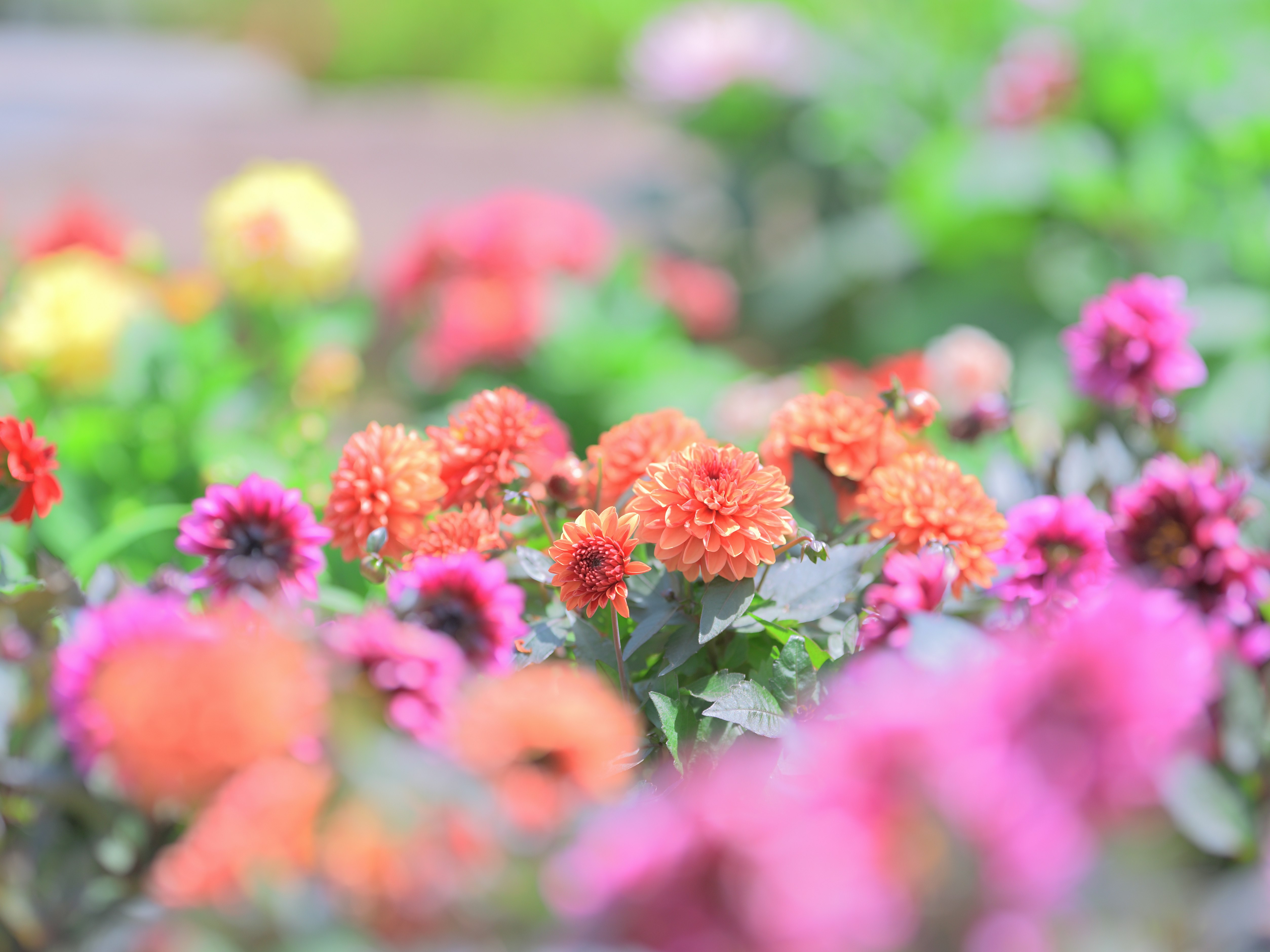 Bokeh-Ansicht eines blühenden, farbenfrohen Blumenbeets