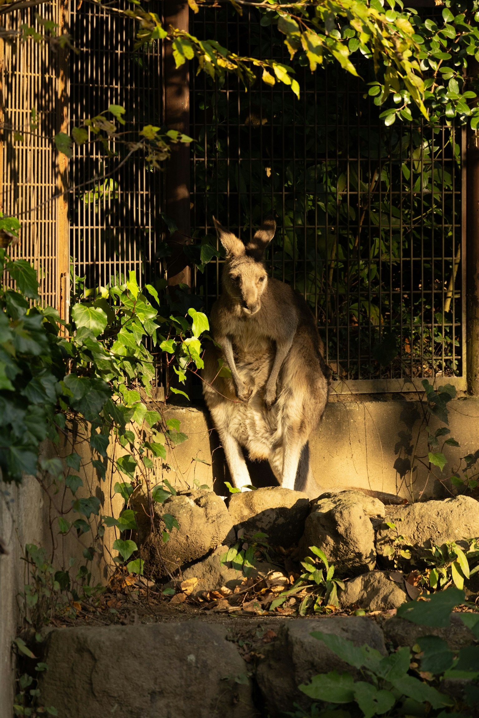 Canguro in piedi al sole con un piccolo circondato da foglie verdi in uno zoo
