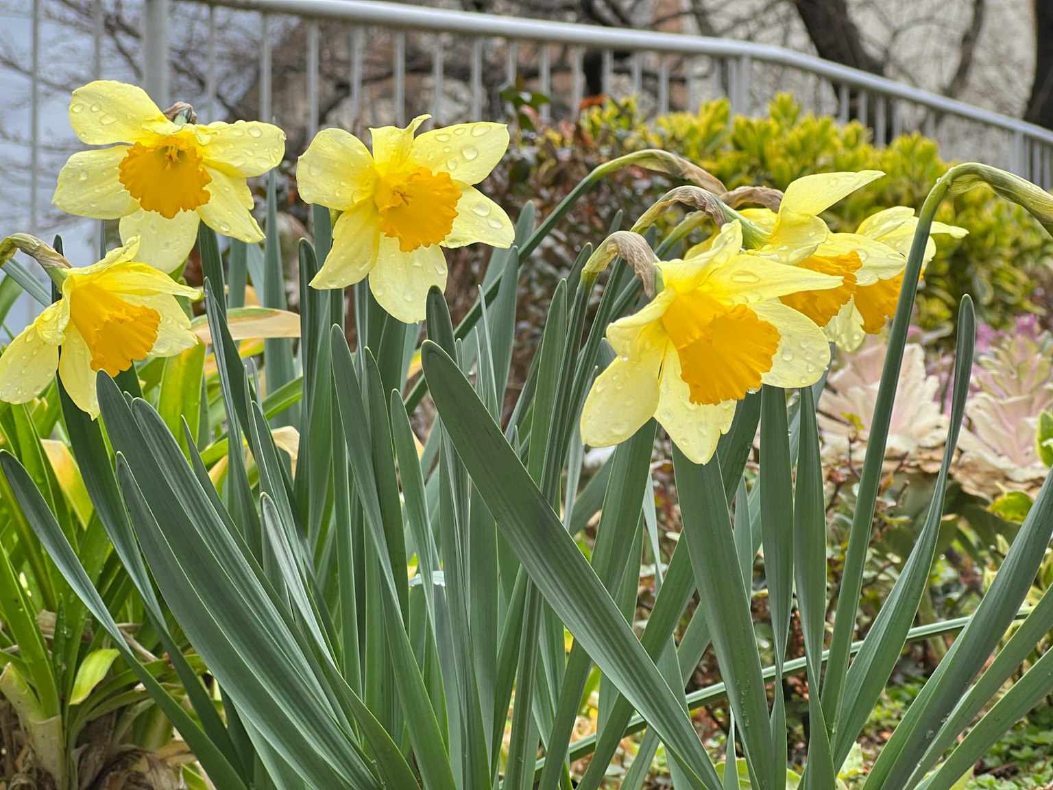 Jonquilles fleurissant dans un jardin avec des feuilles vertes