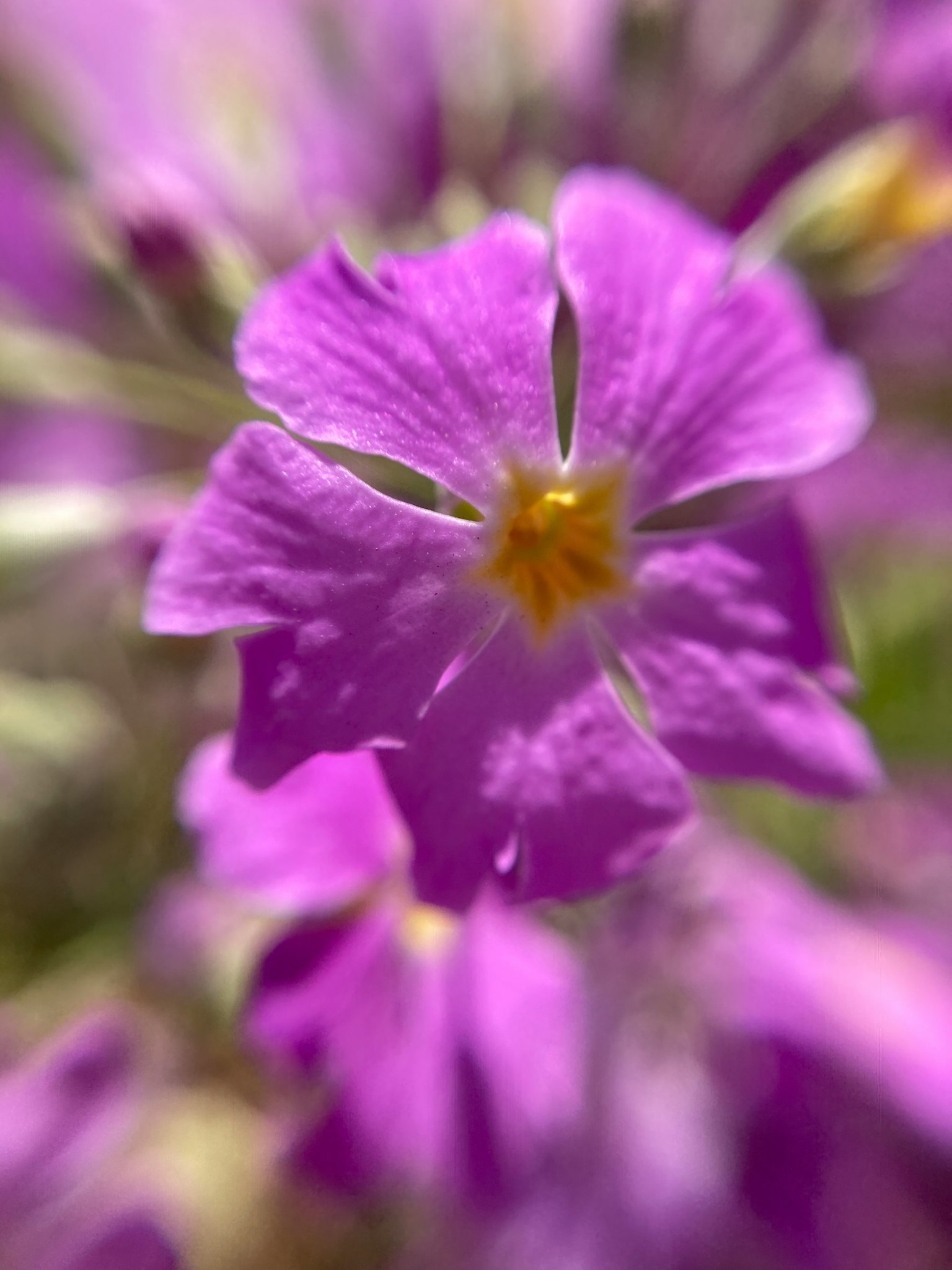 Immagine in primo piano di un fiore viola vibrante con un centro giallo