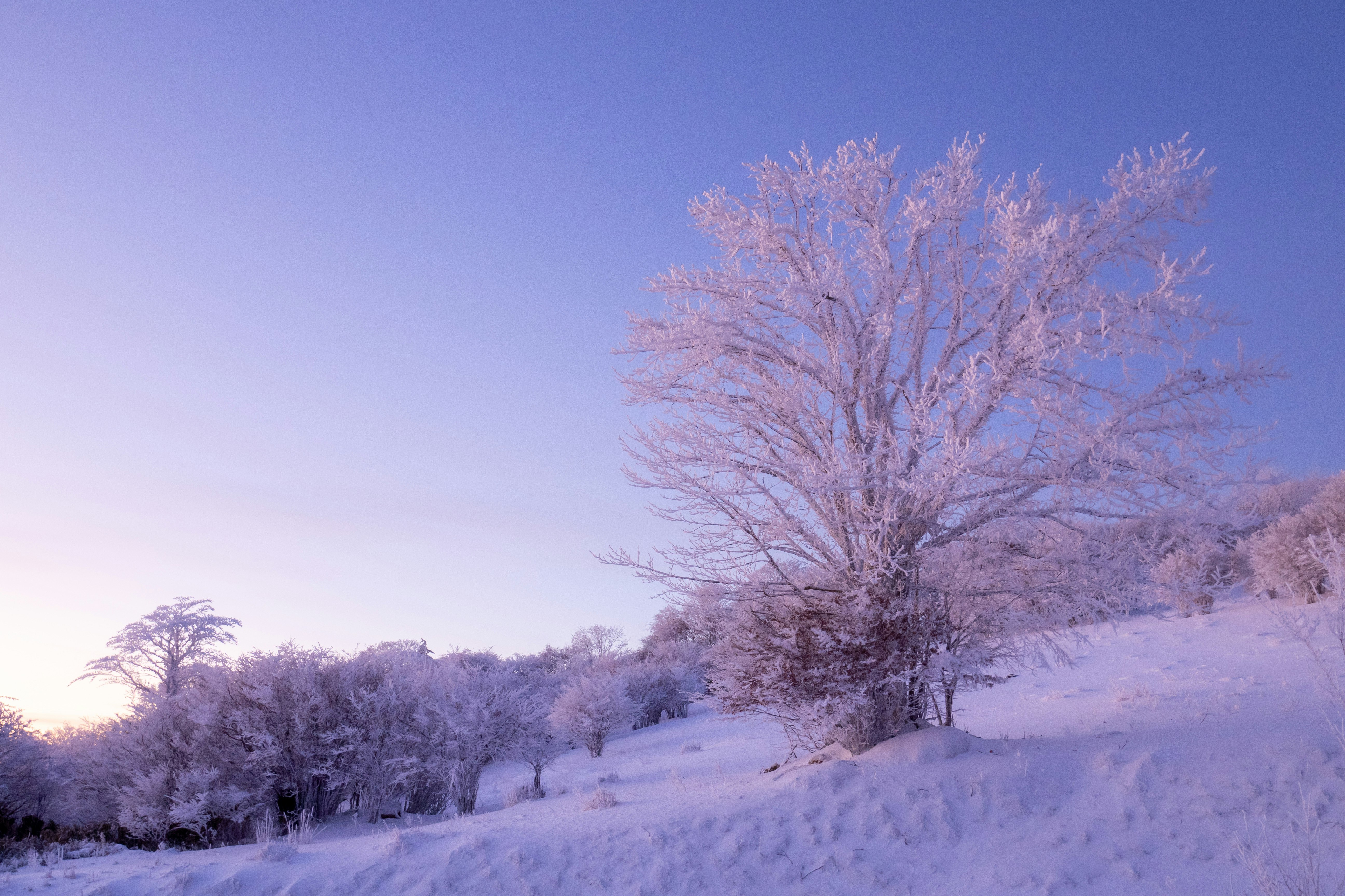 雪原に立つ淡いピンクの木々と冬の丘の風景