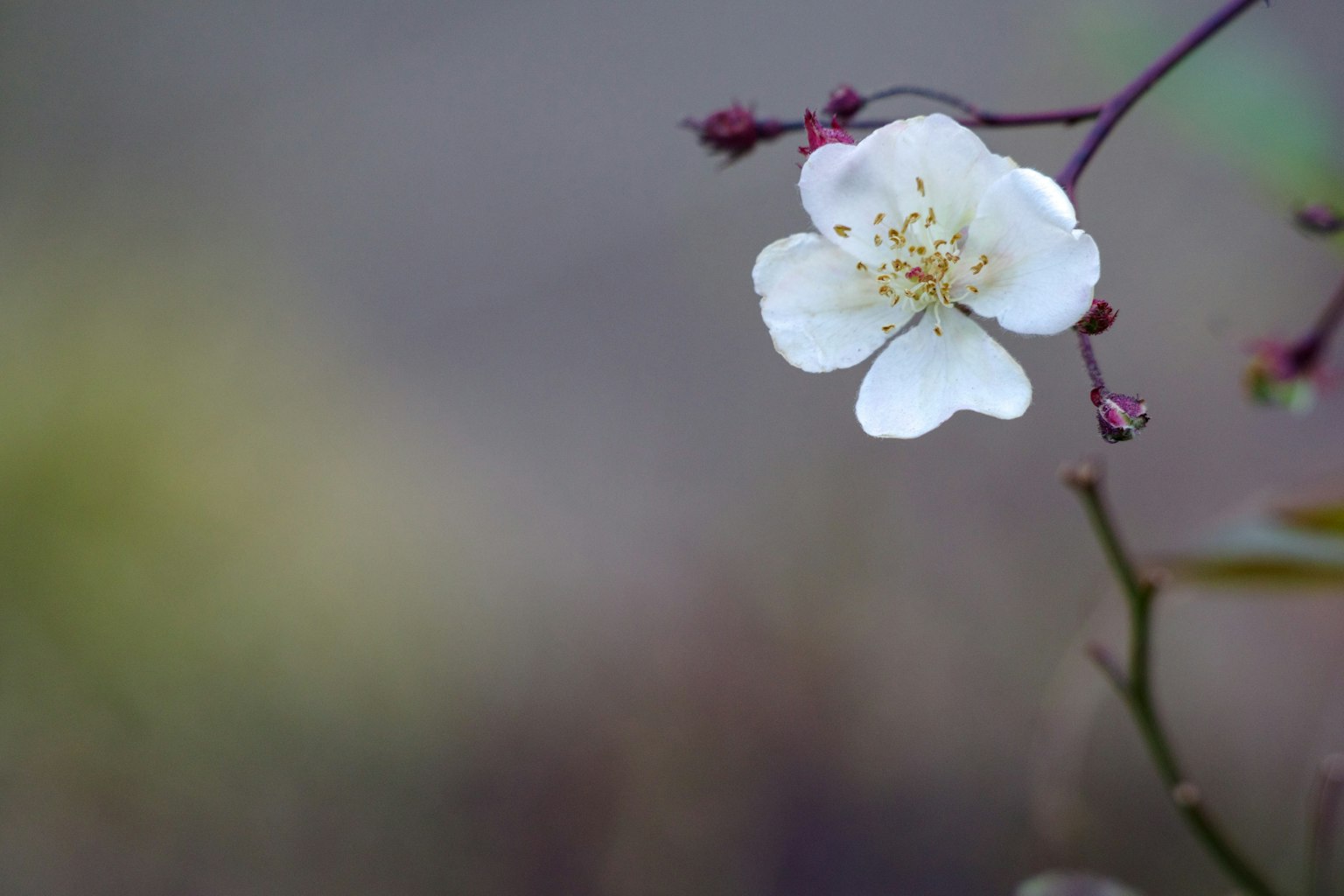 Gros plan d'une fleur blanche en fleurs sur une plante