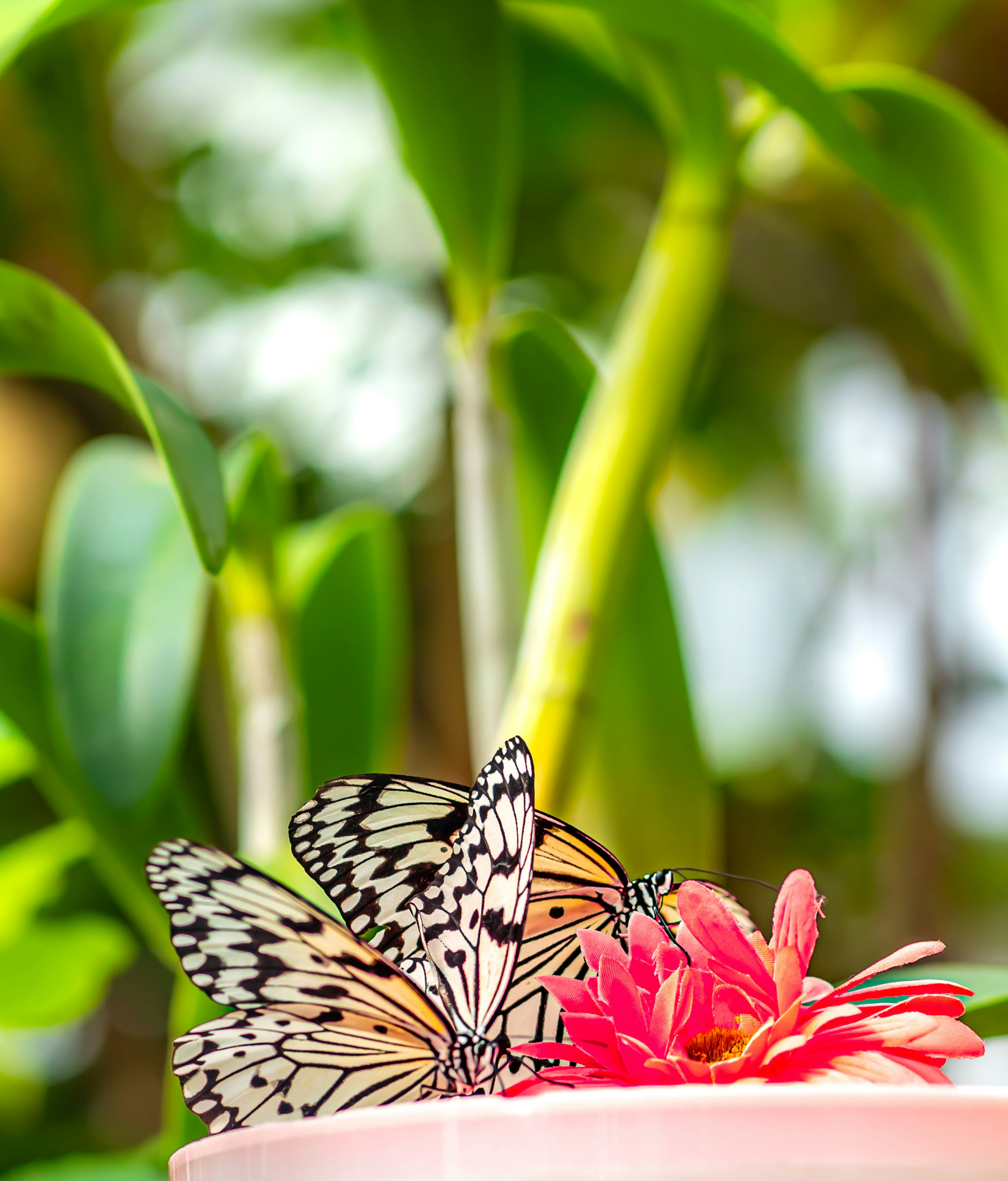 花にとまるチョウと鮮やかな緑の植物の背景