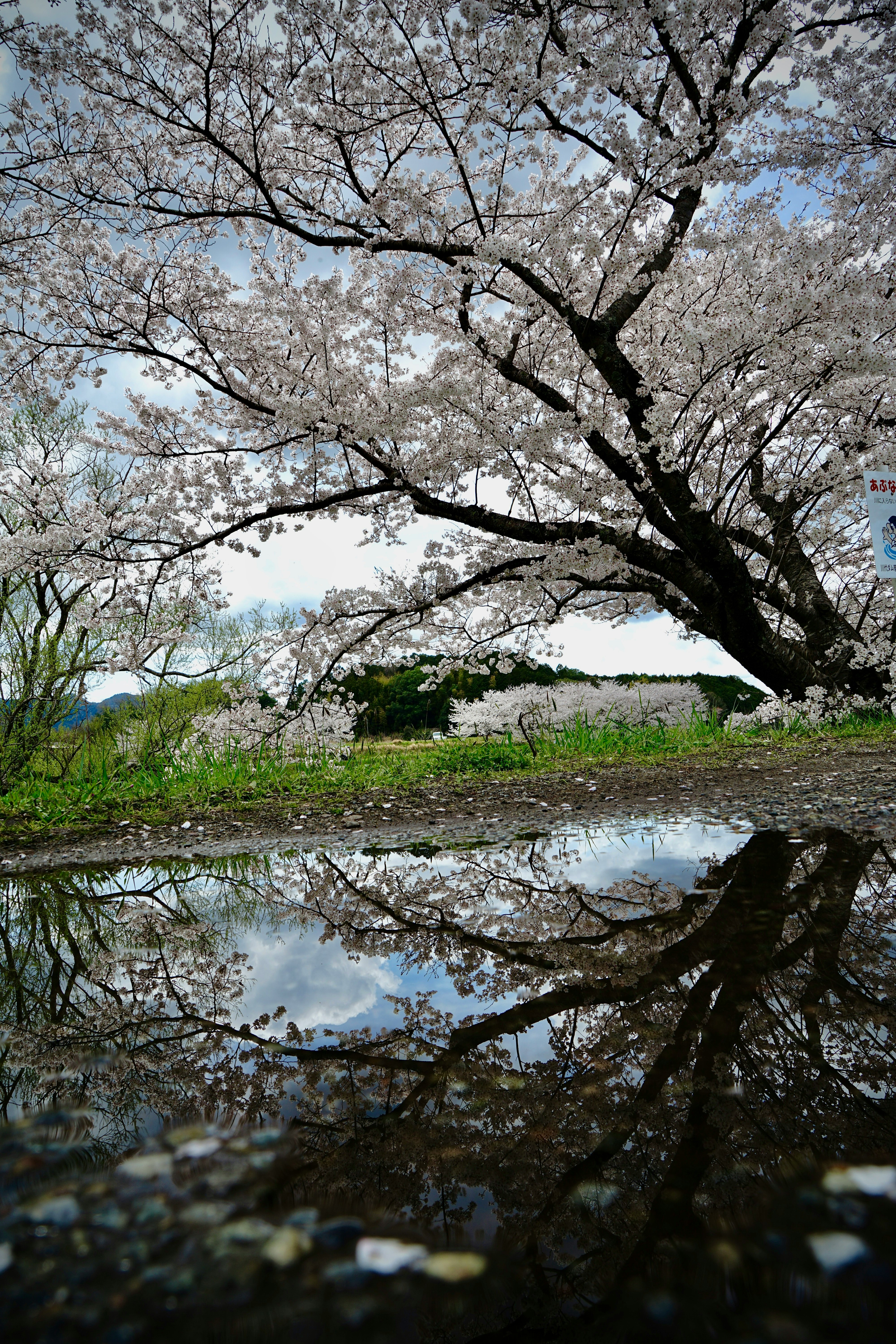 桜の木と水面に映る花びらの反射