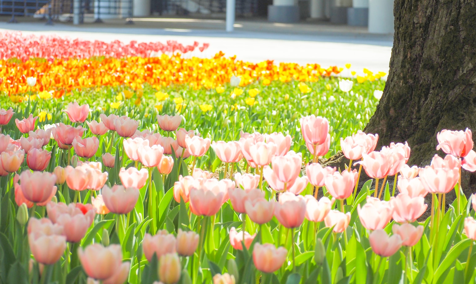 Colorful tulips blooming in a park setting