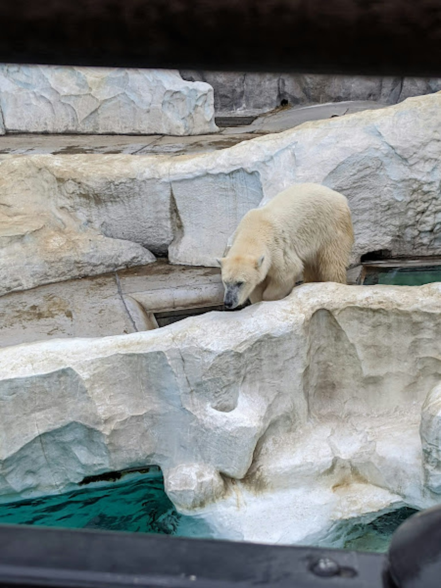 Ein Eisbär, der auf Felsen in der Nähe von Wasser in einem Zoo geht