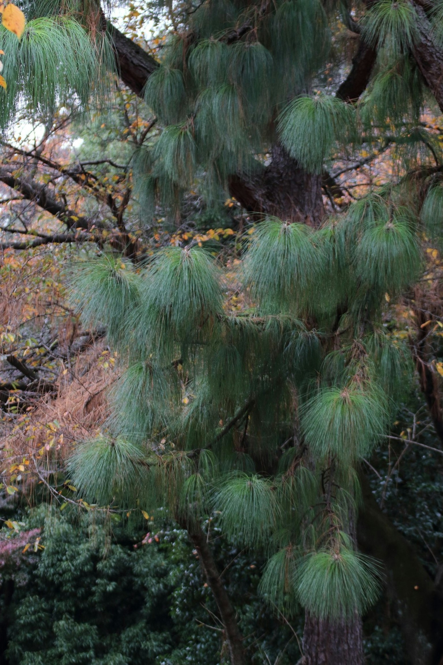 Close-up of a tree with green foliage in a natural setting