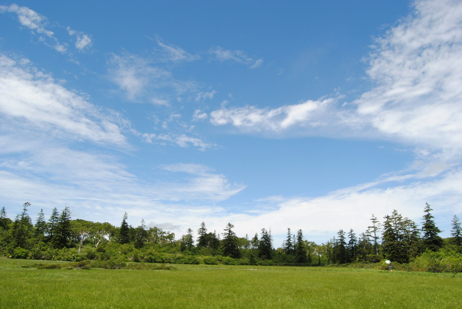 Amplio prado verde bajo un cielo azul claro con nubes blancas
