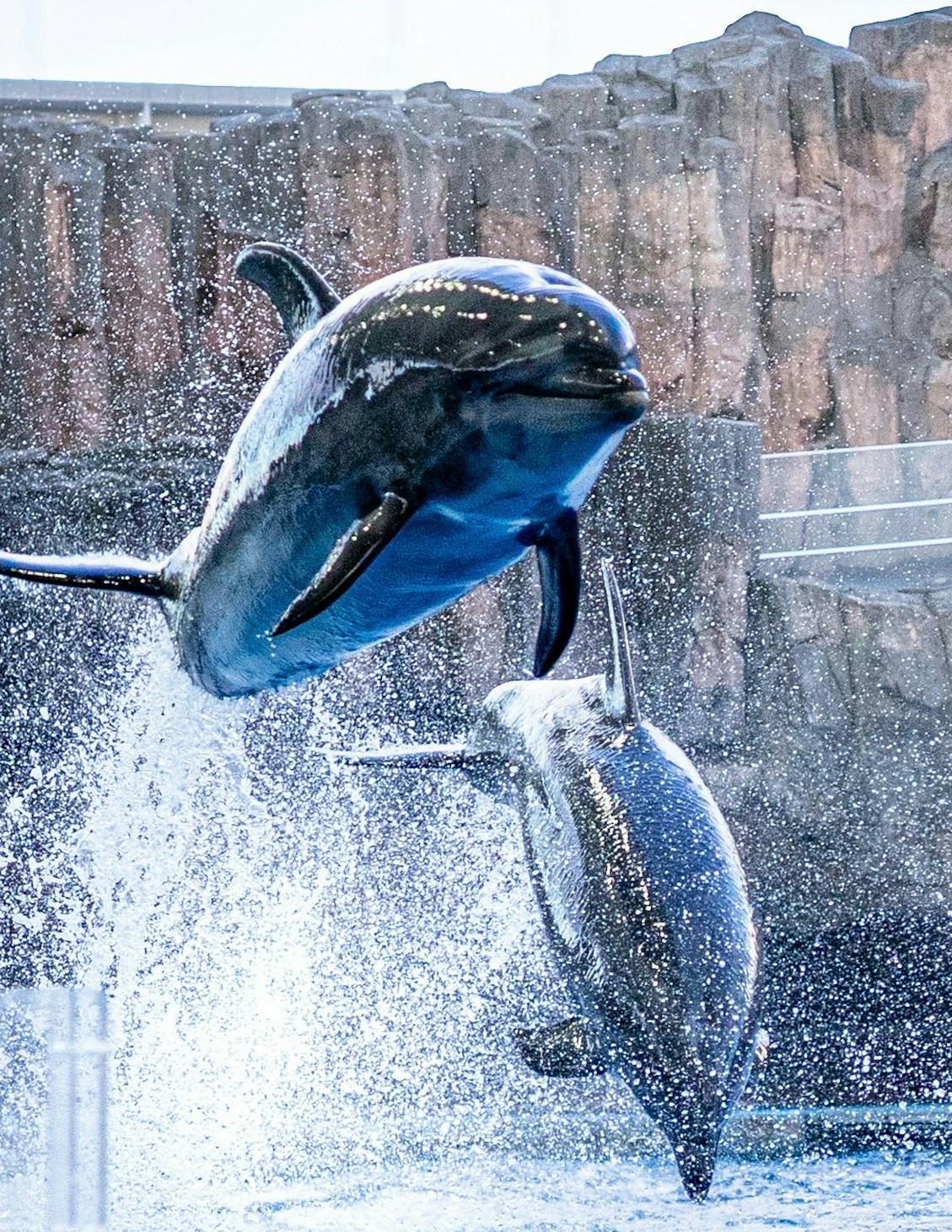 噴水のように水しぶきを上げるイルカのジャンプ
