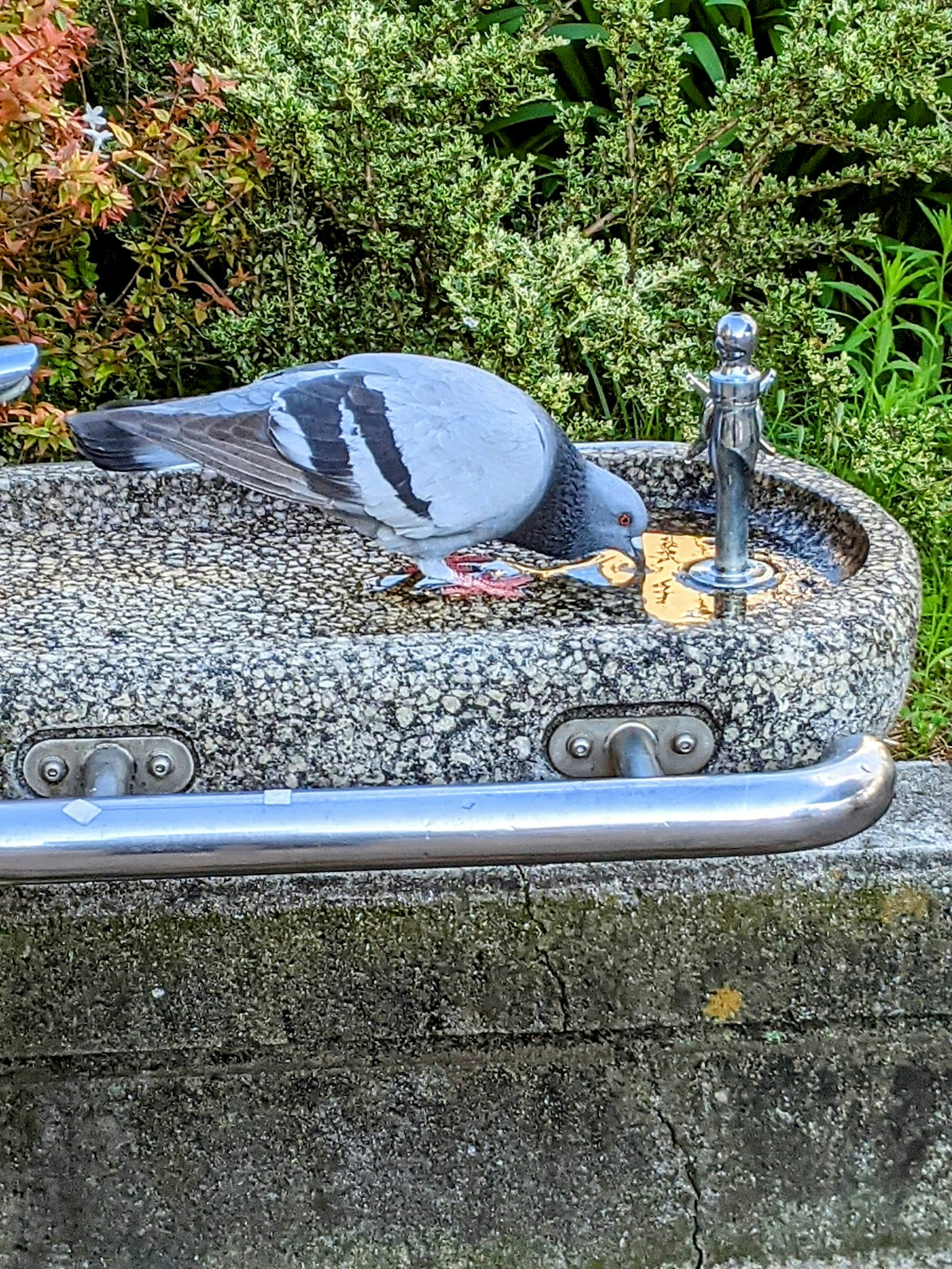 Paloma picoteando comida cerca de una fuente en el parque