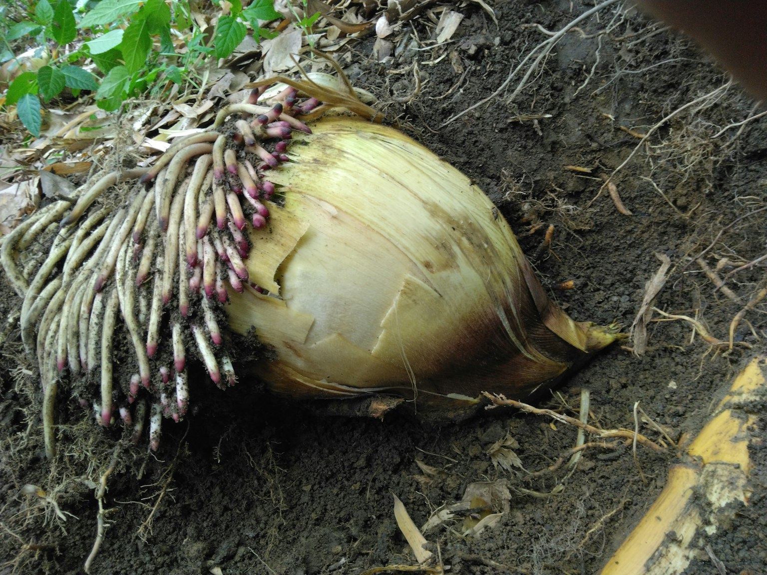 从土壤中露出的独特球茎