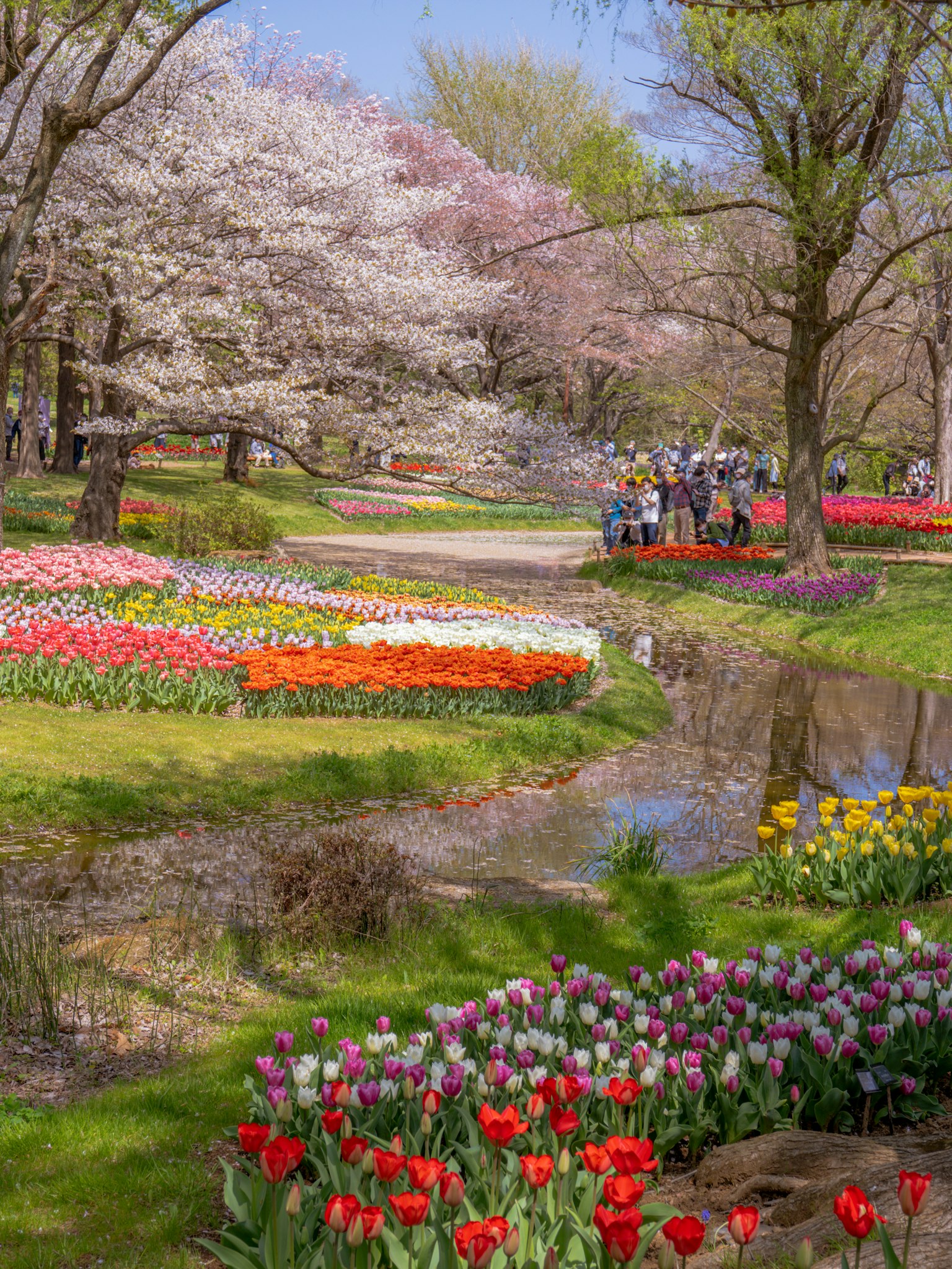Pemandangan taman yang indah dengan bunga sakura dan tulip yang bermekaran dengan orang-orang berkumpul