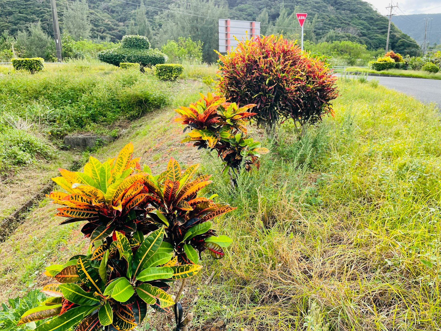 色とりどりの植物が並ぶ風景で緑の草地と道路が見える