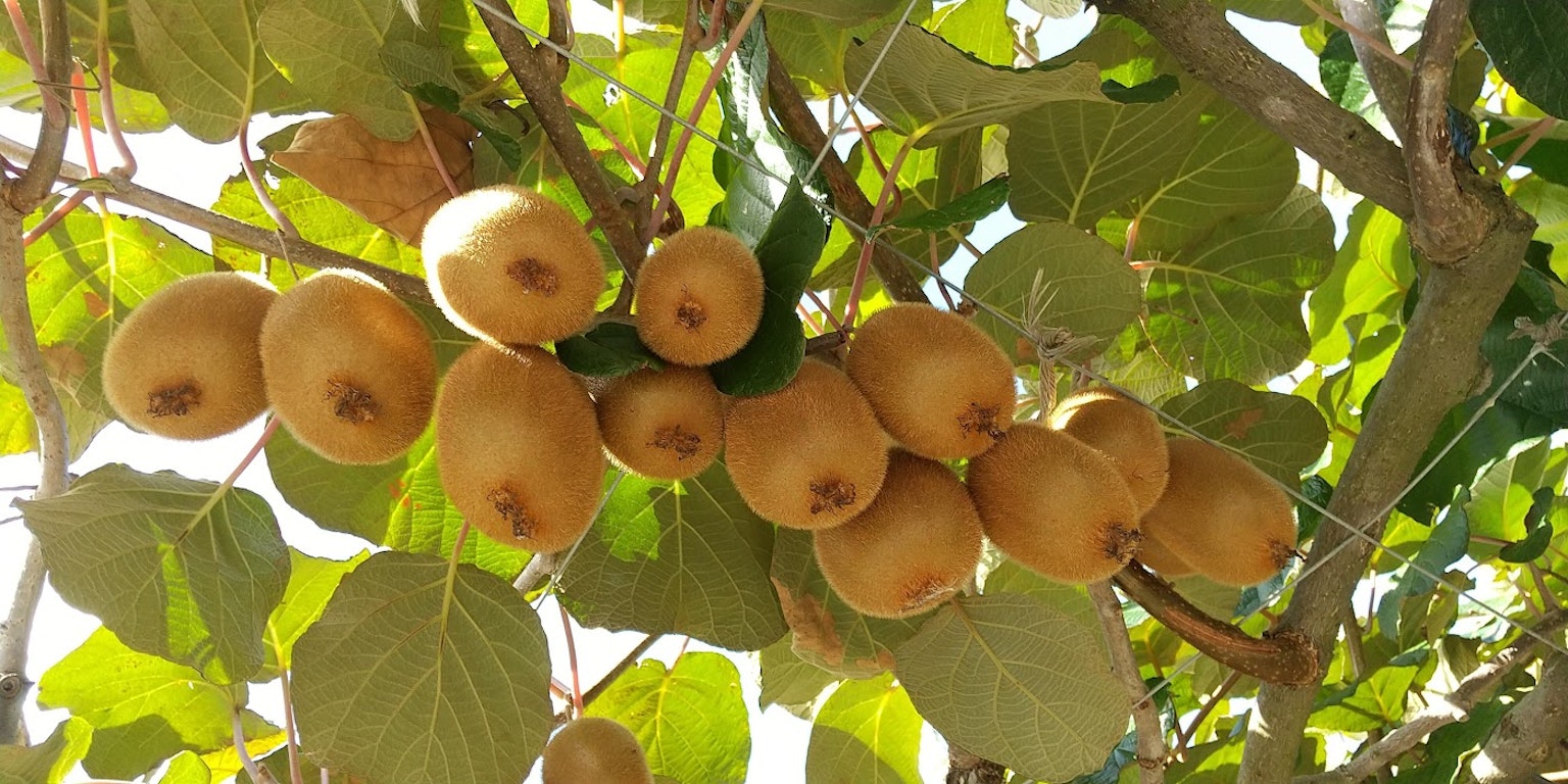 Kelompok buah kiwi emas menggantung di cabang pohon