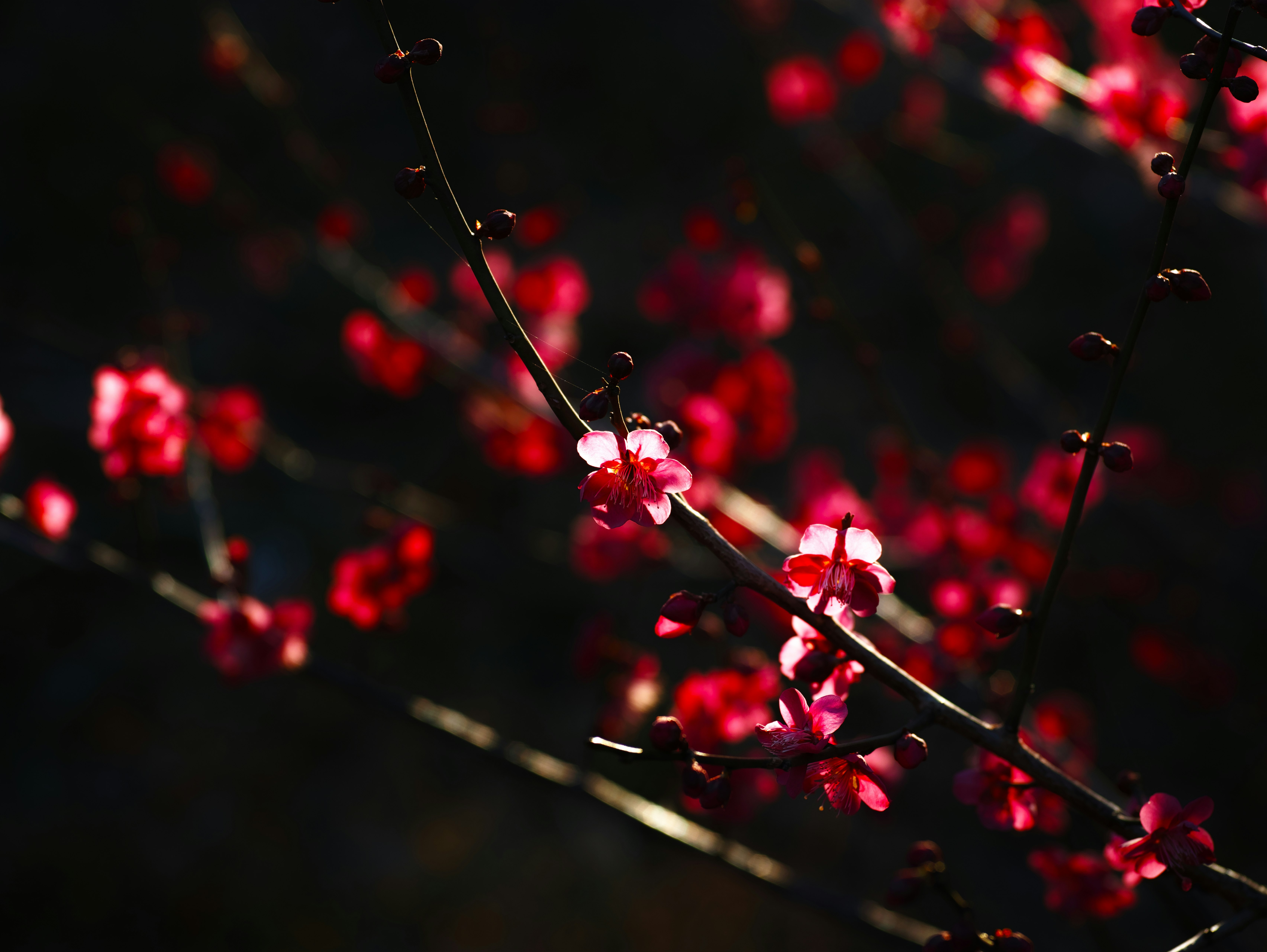 赤い花が枝に咲く夜の梅のような花景色