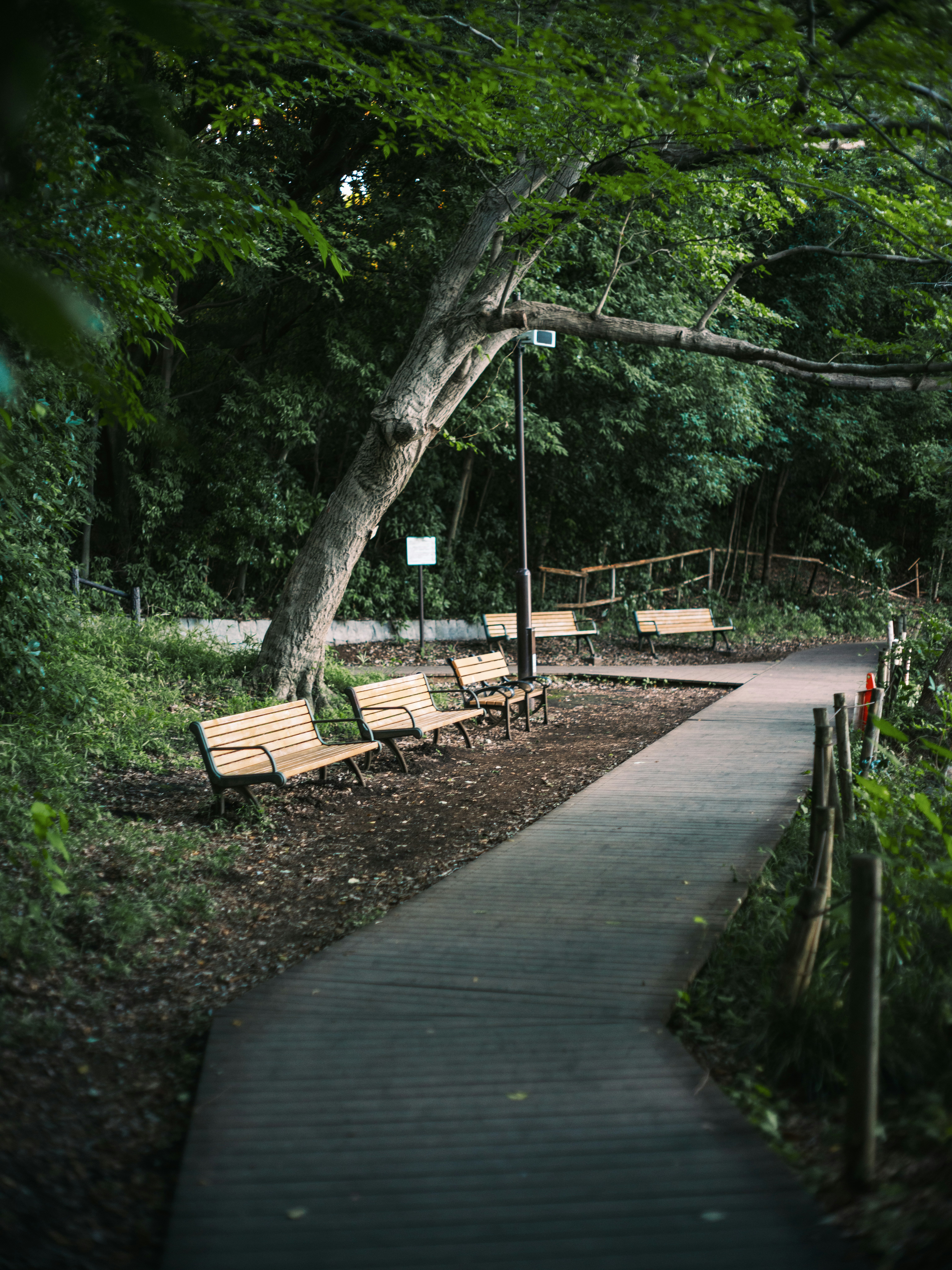 木々に囲まれた小道とベンチのある庭園