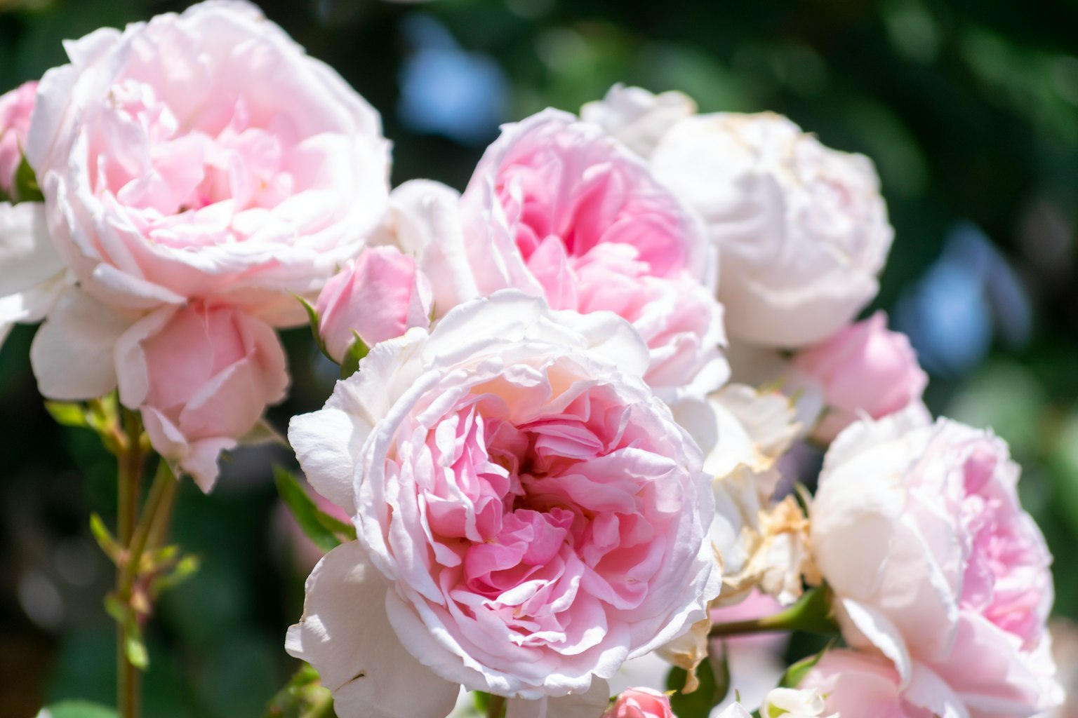 Hermosa imagen de rosas rosas en flor