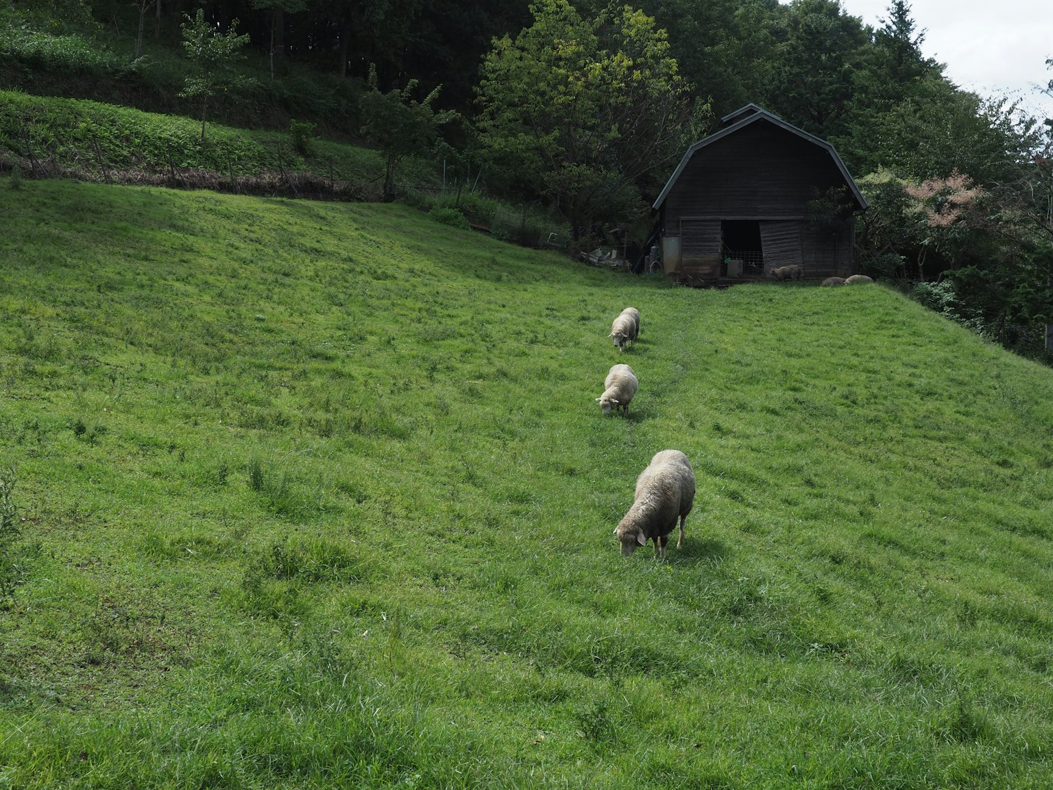 Des moutons paissant sur un pâturage vert avec une grange et des arbres en arrière-plan