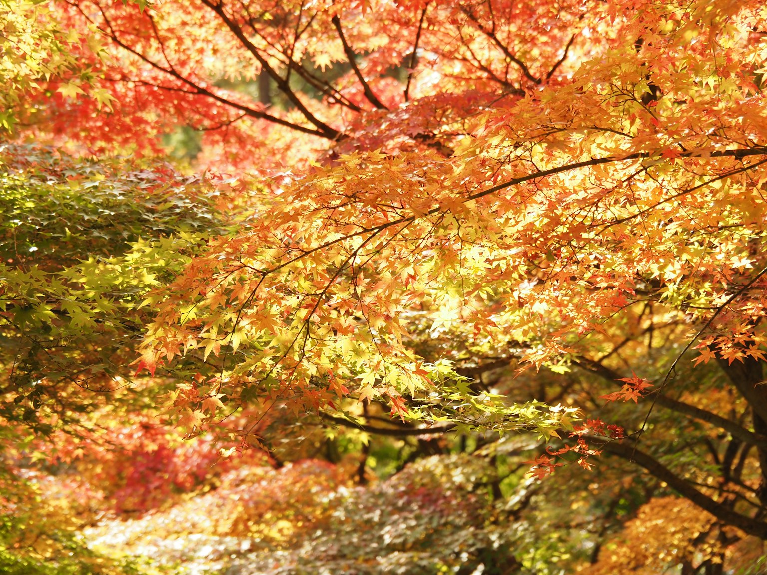 Vibrant autumn foliage with orange and yellow leaves