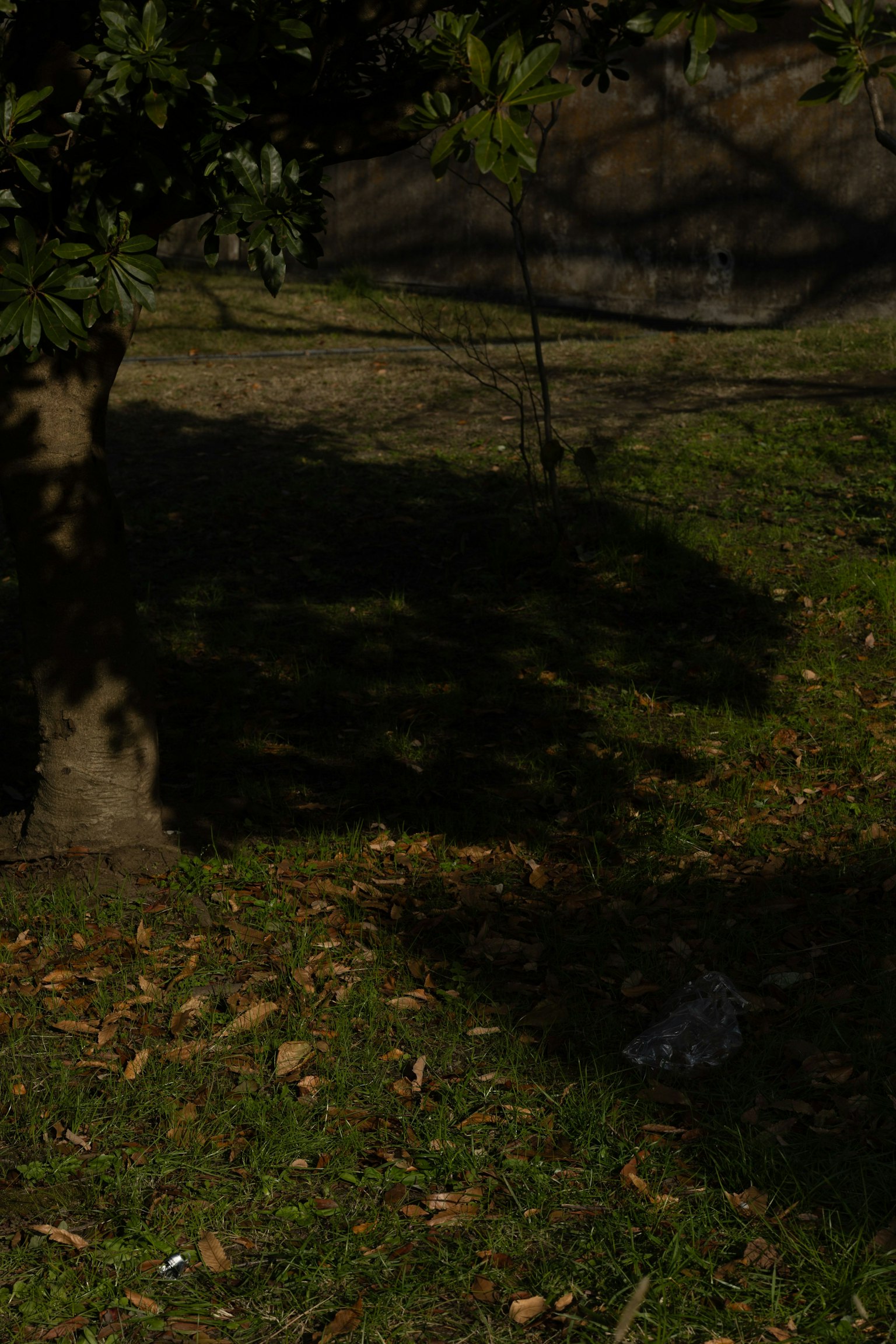 A grassy area with fallen leaves and the shadow of a tree