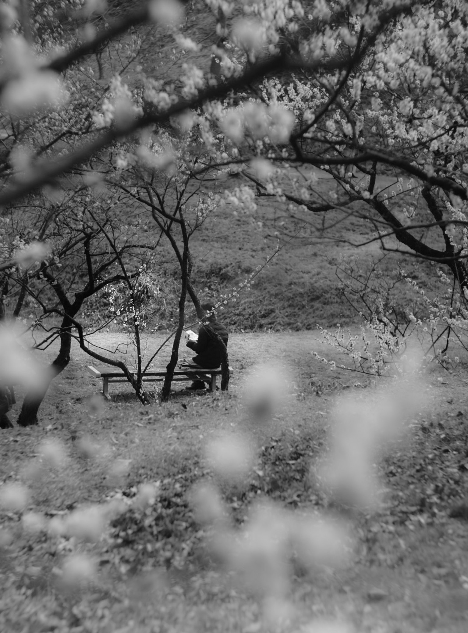 Une personne assise sur un banc dans un parc noir et blanc entouré de fleurs et d'arbres