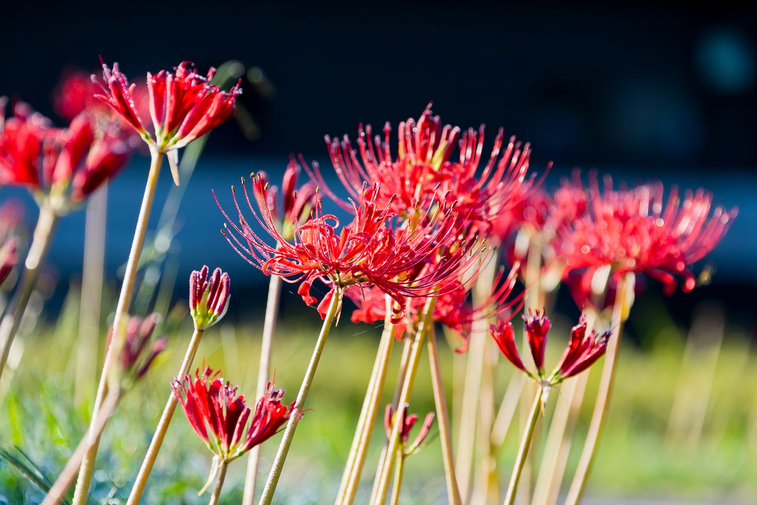 Field of vibrant red flowers in bloom