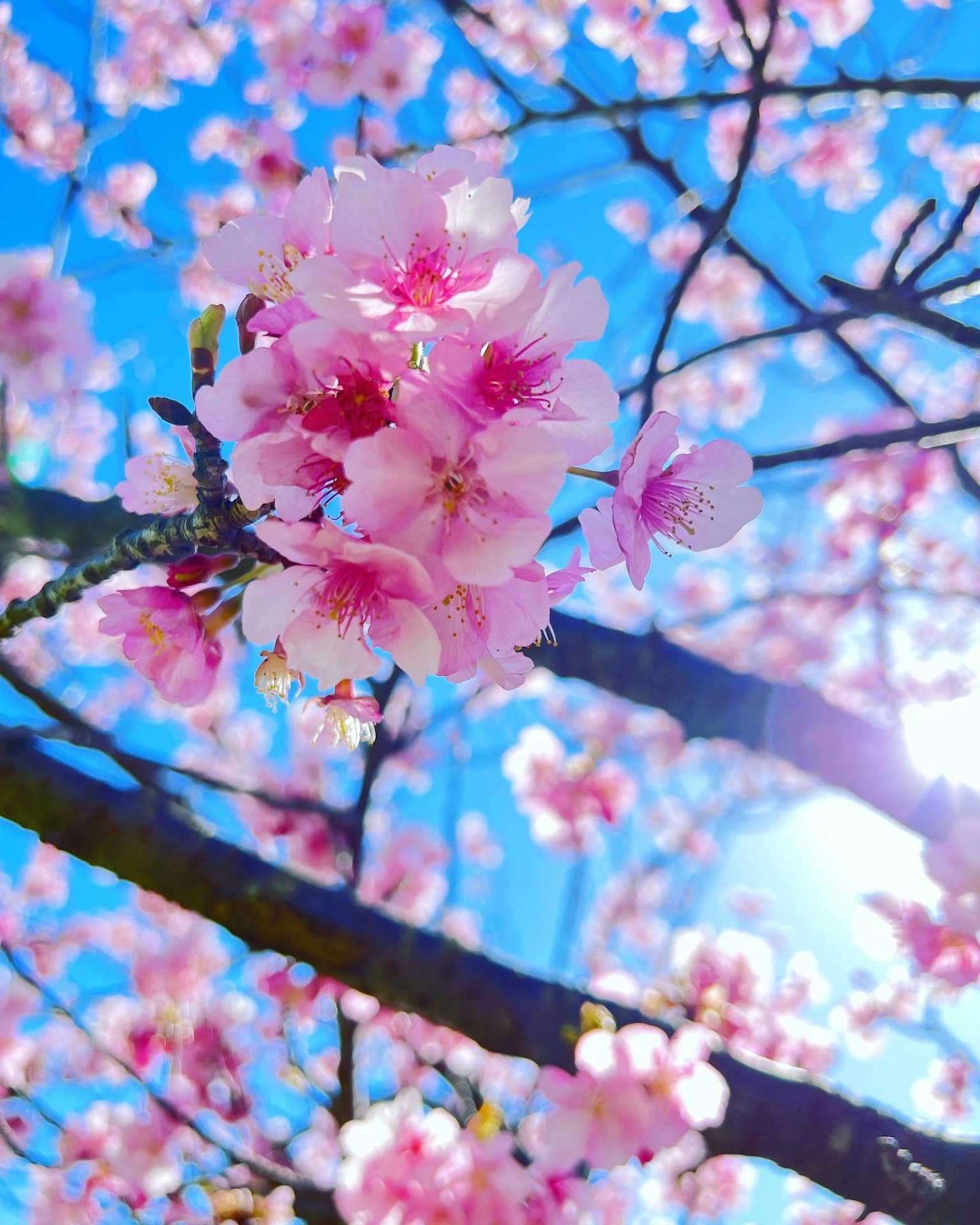 Fiori di ciliegio in piena fioritura contro un cielo blu
