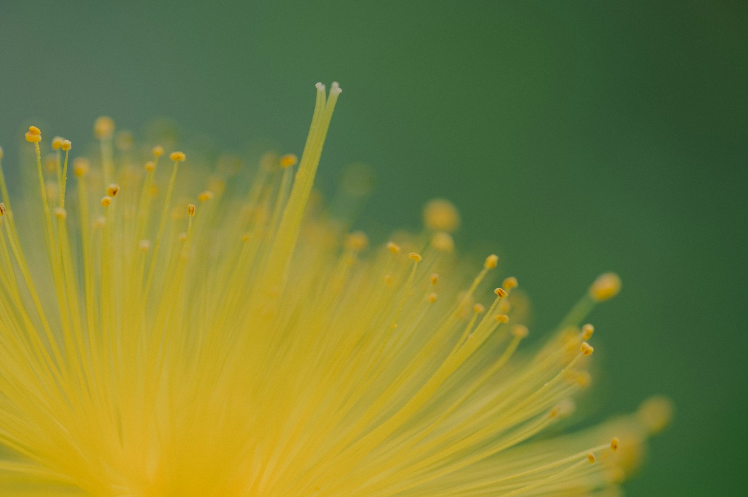 Scatto macro di petali di fiore giallo vivace con caratteristiche simili a fili