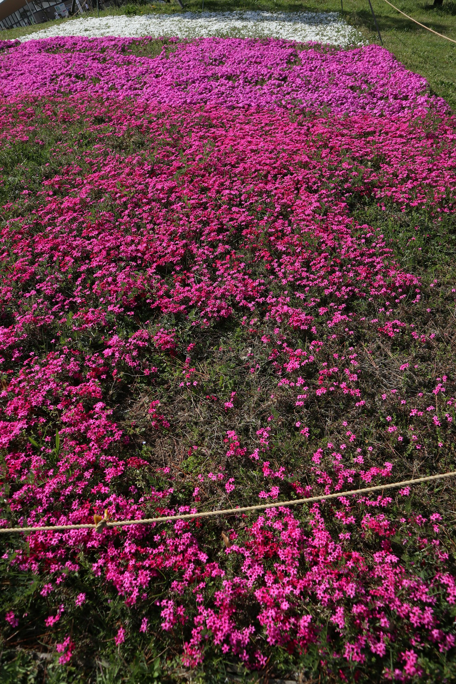 ทุ่งดอกไม้สีชมพูเบ่งบาน