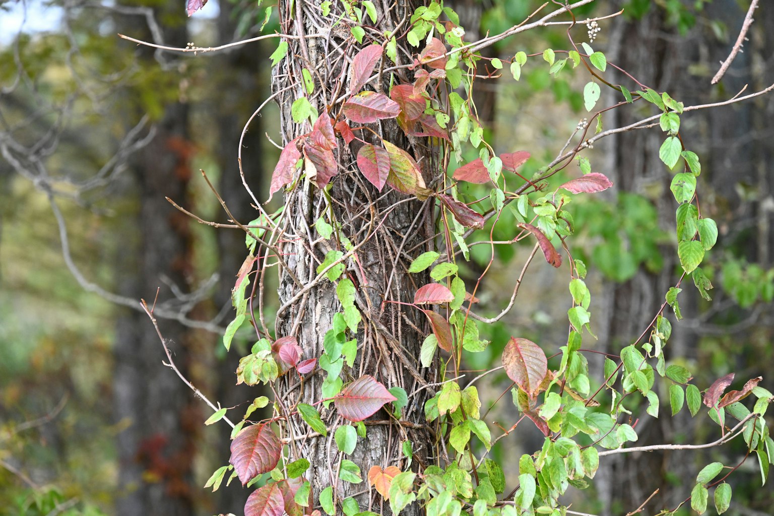 Pianta rampicante con foglie verdi e rosse che sale su un albero