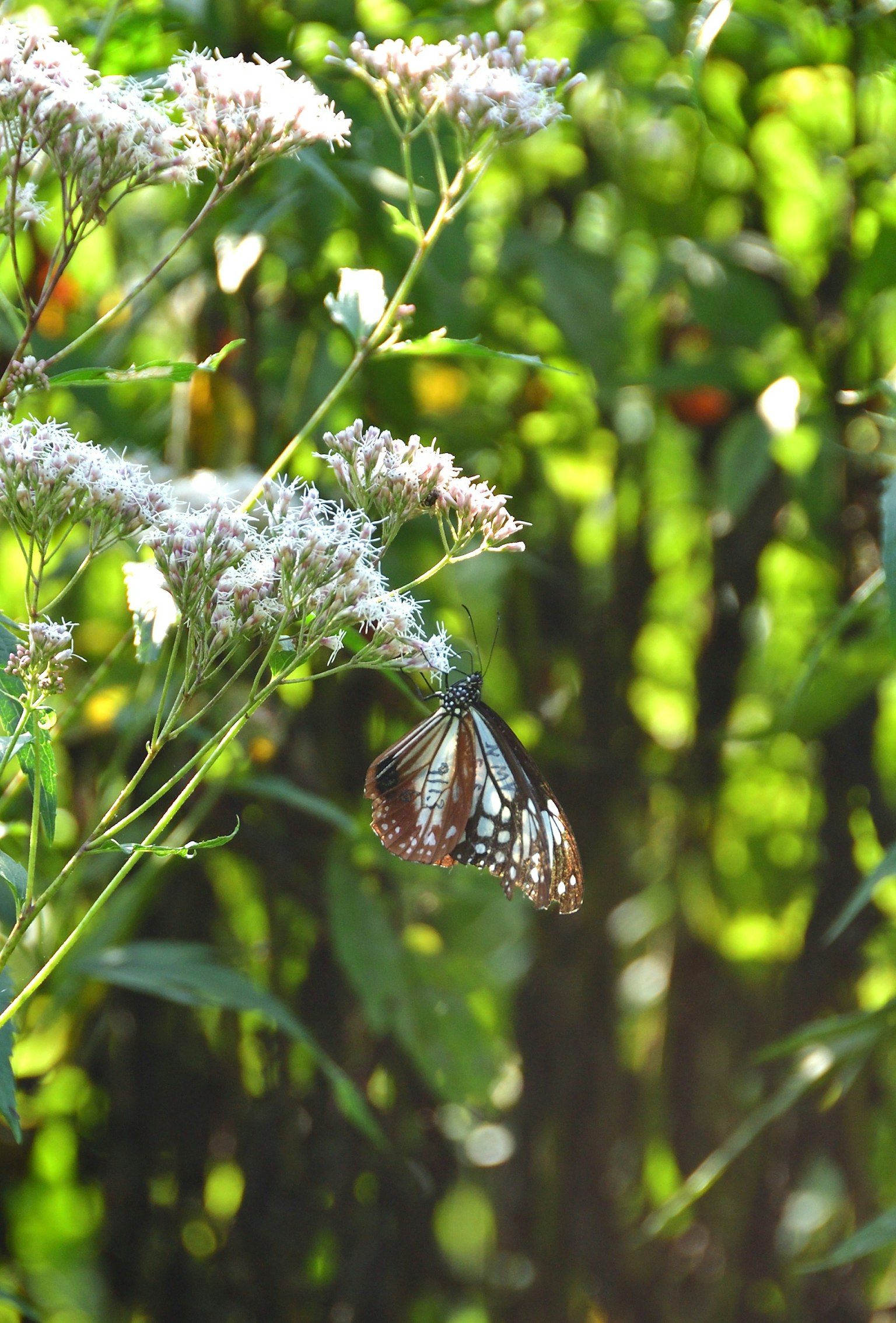 A vibrant butterfly perched on white flowers with a lush green background