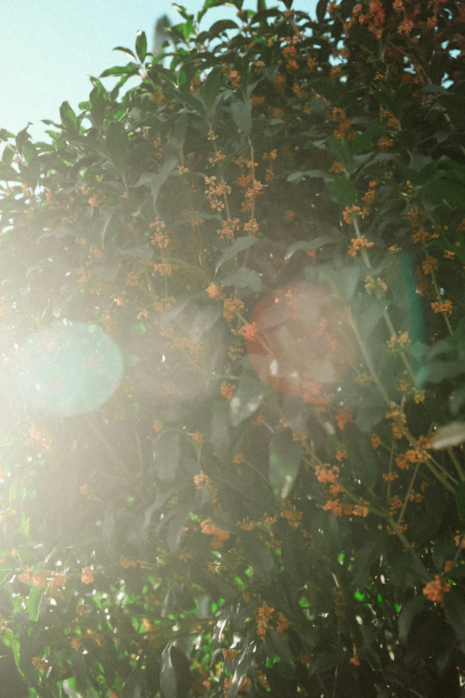 太陽の光を浴びた金木犀の花が咲いている木の近くの写真