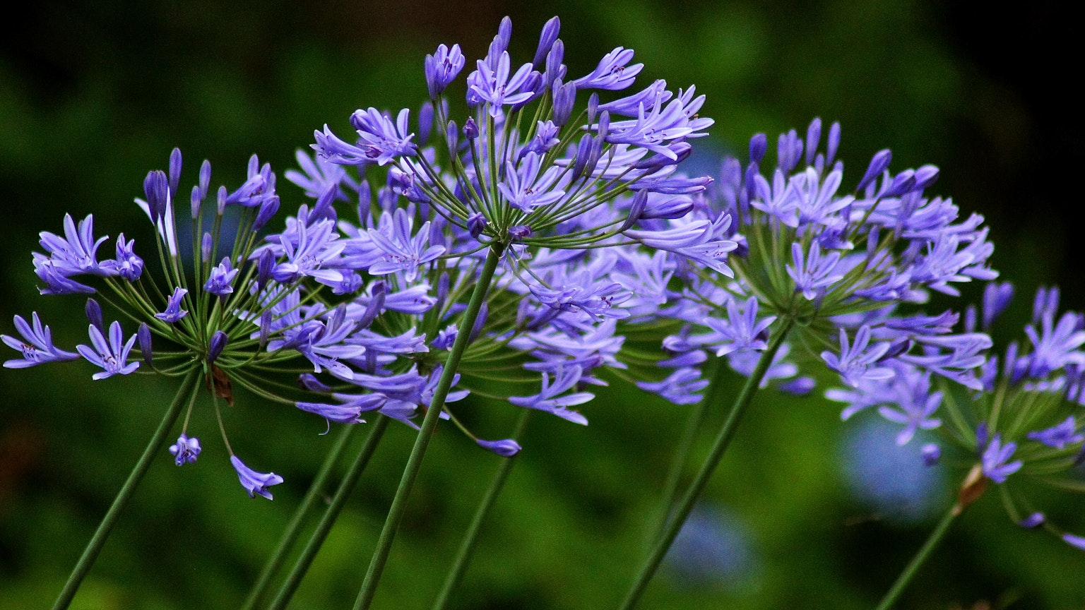 Cluster of purple flowers with slender stems