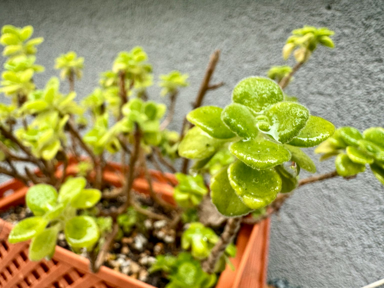 Plante succulente verte dans un pot en terre cuite avec des gouttes d'eau