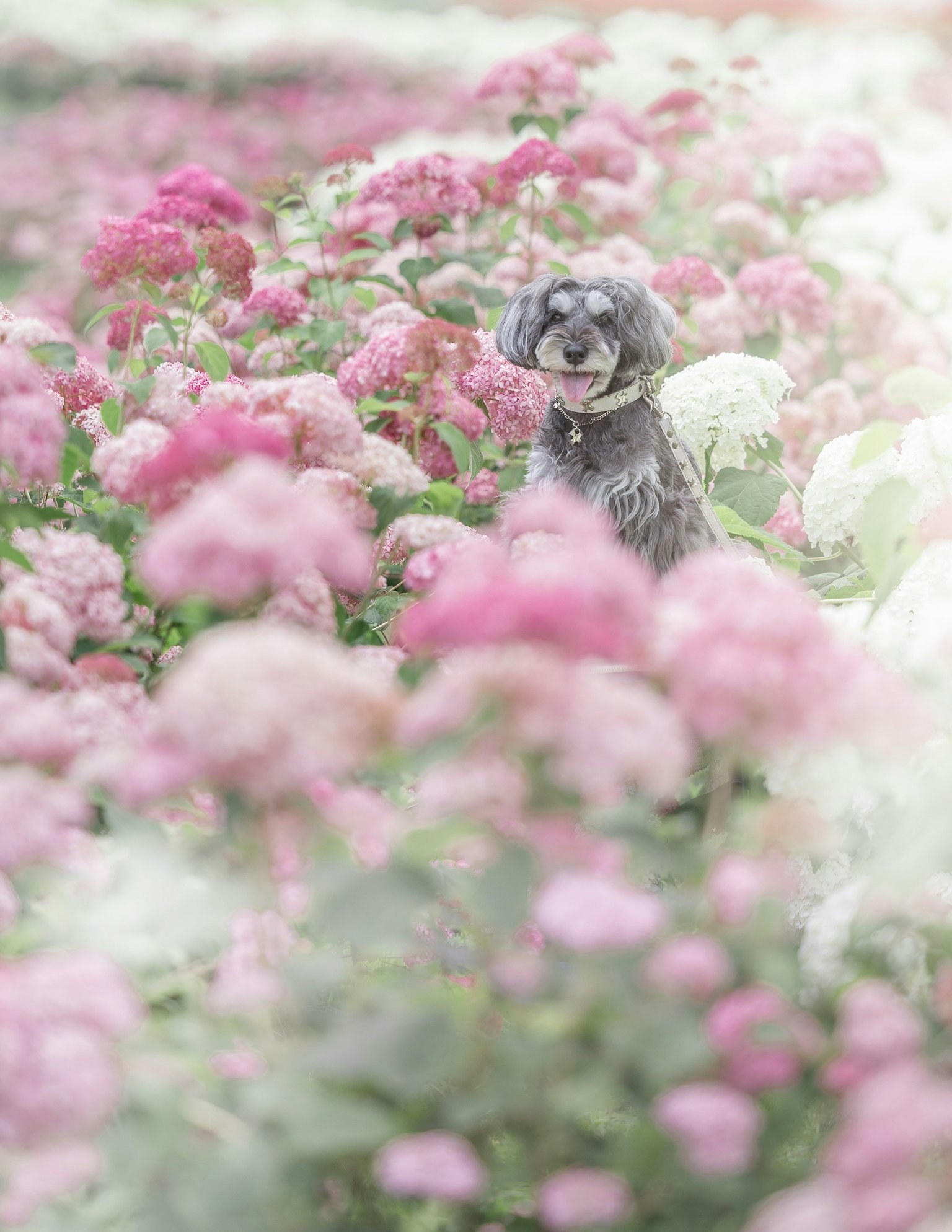 A dog surrounded by pink flowers in a soft, dreamy setting