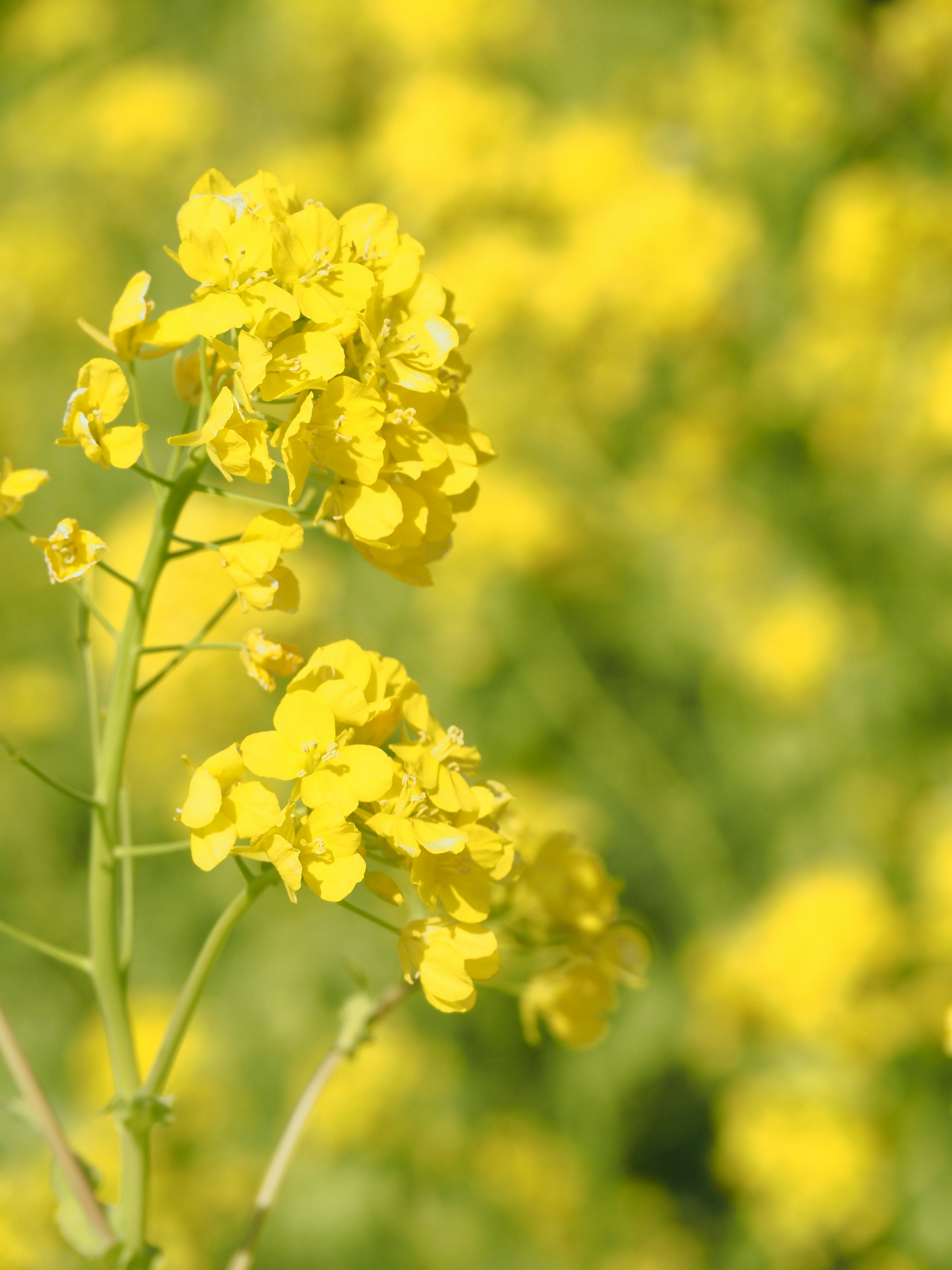 菜の花畑の黄色い花のクローズアップ