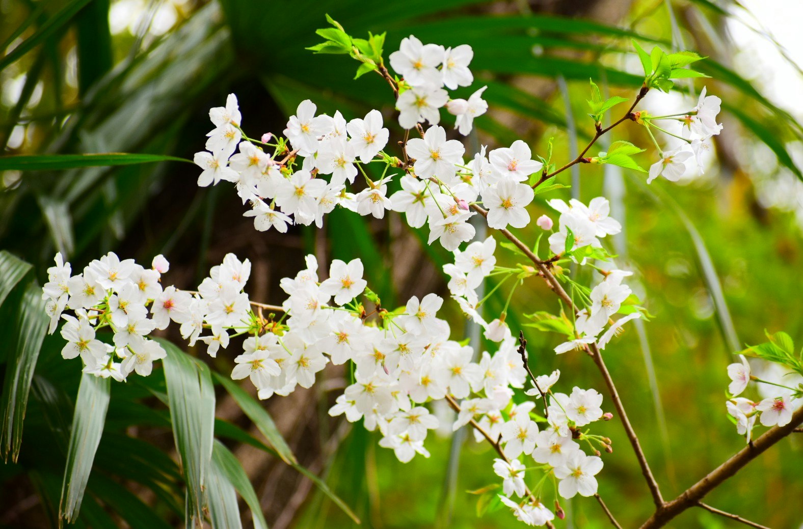 葉桜の枝に咲く白い花のクローズアップ