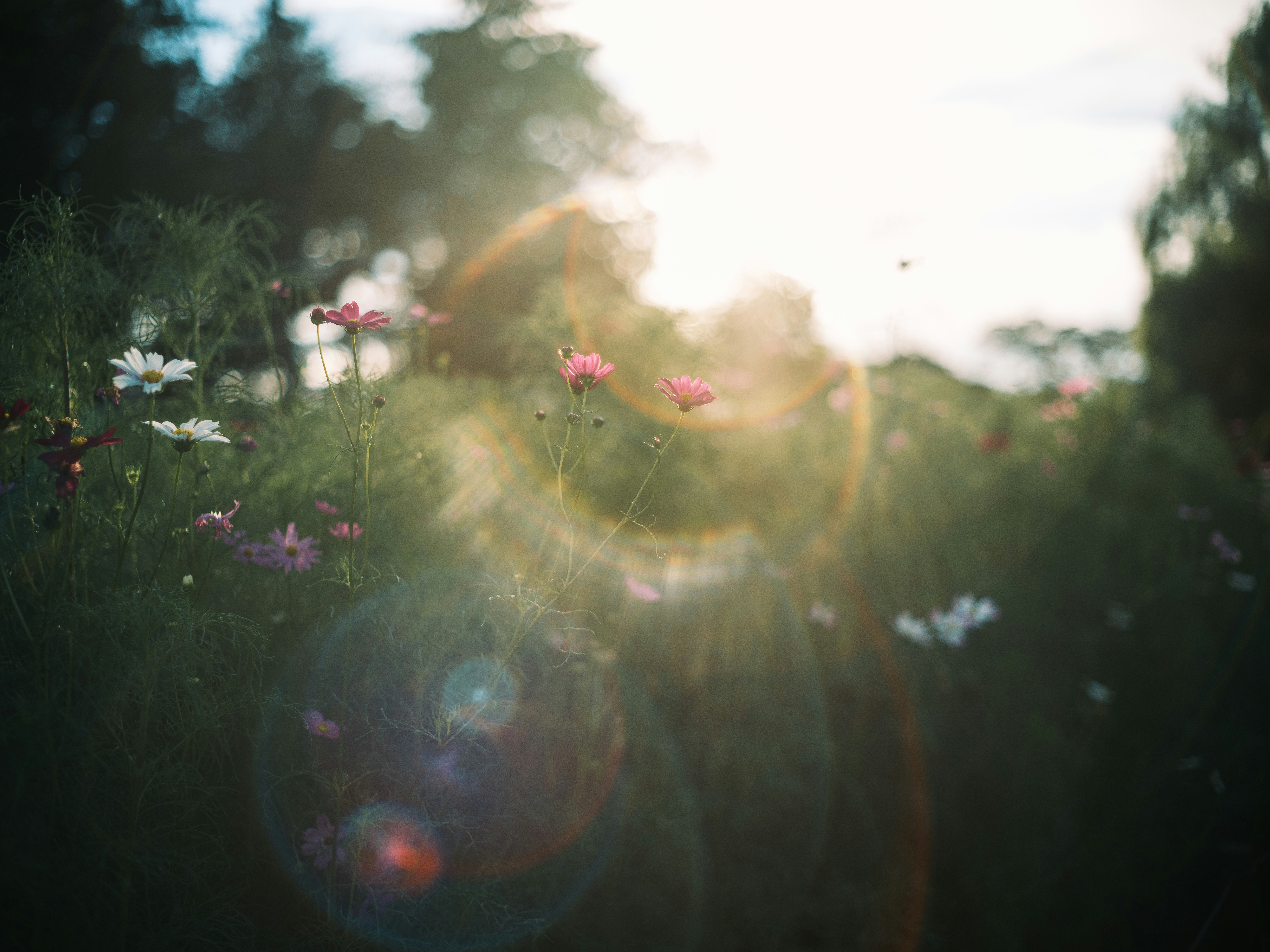 夕日に照らされた野の花畑のボケのある風景