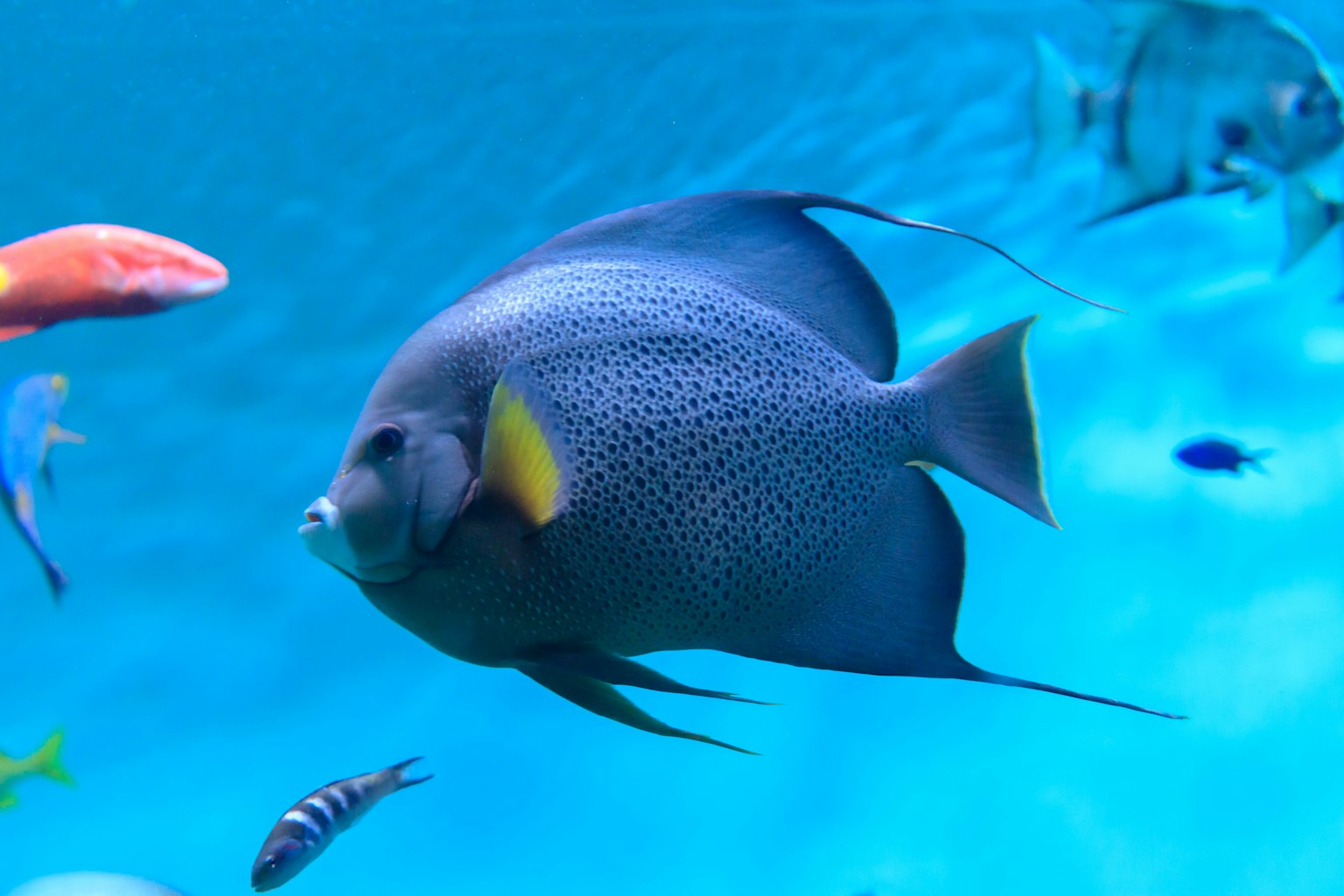 在藍色水中游泳的魚群 以顯眼的黃色鰭魚為特色